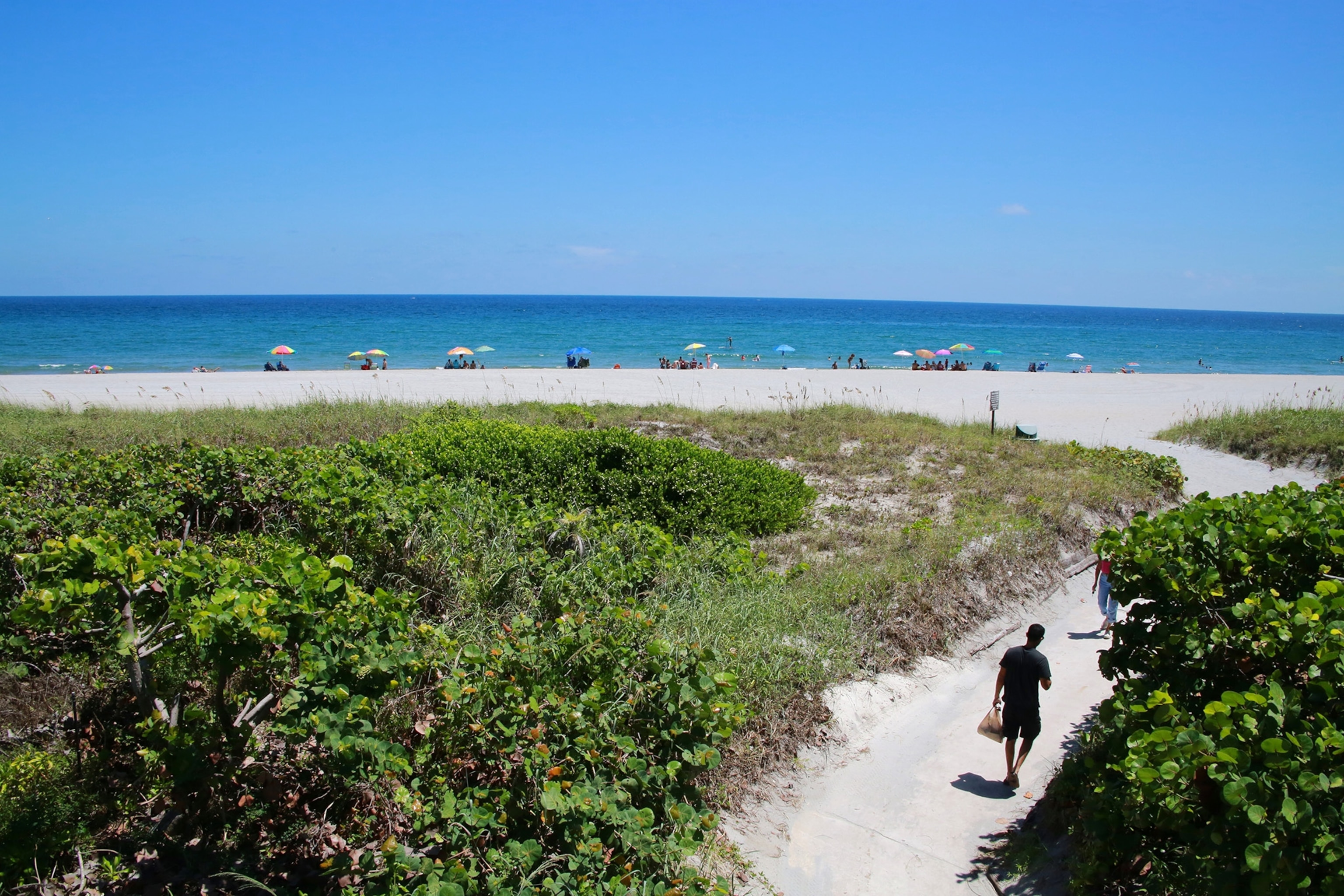 A beachgoer walks on a sandy path between bushes towards the beach on a sunny day.