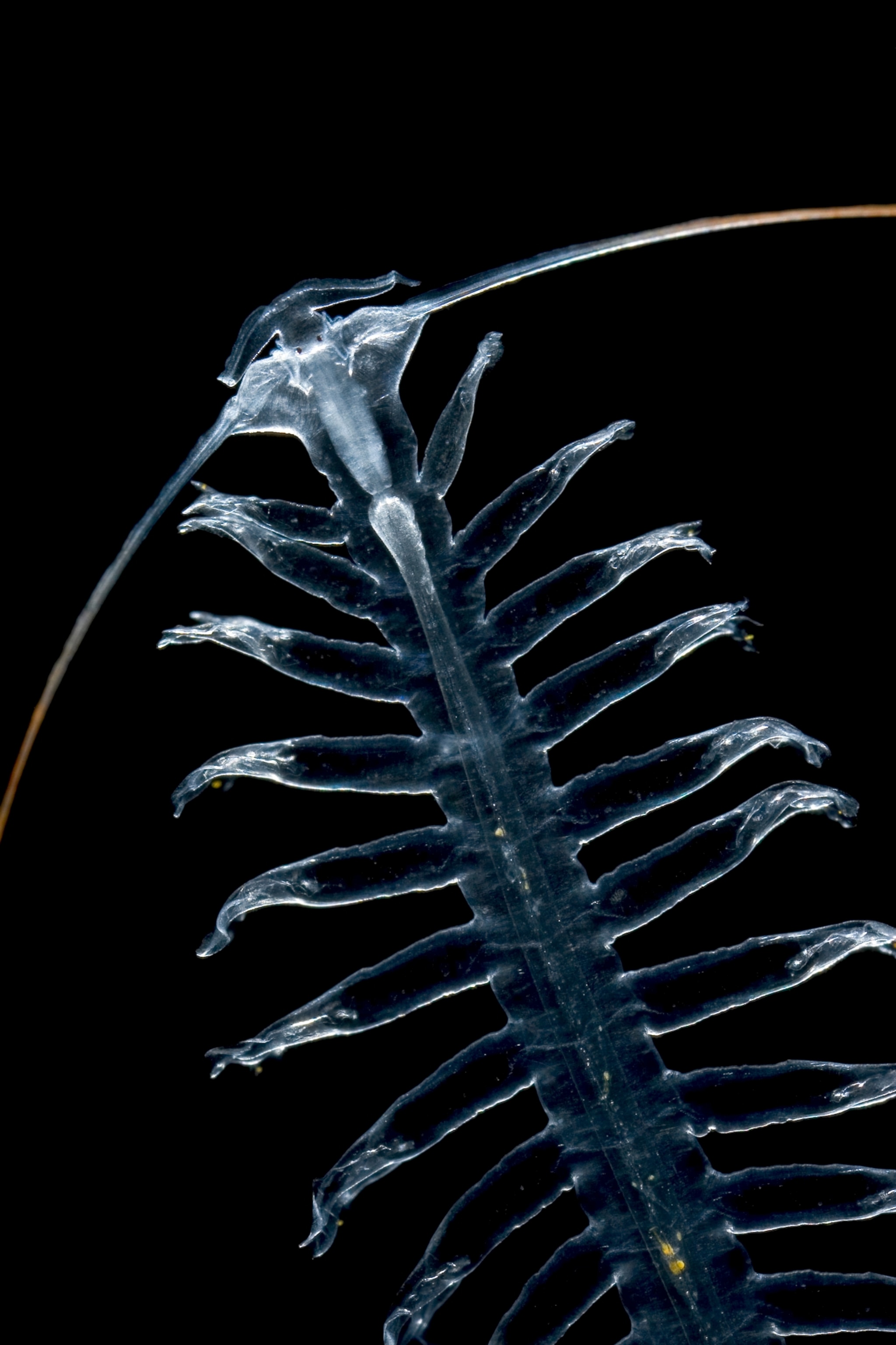 a polychaete worm