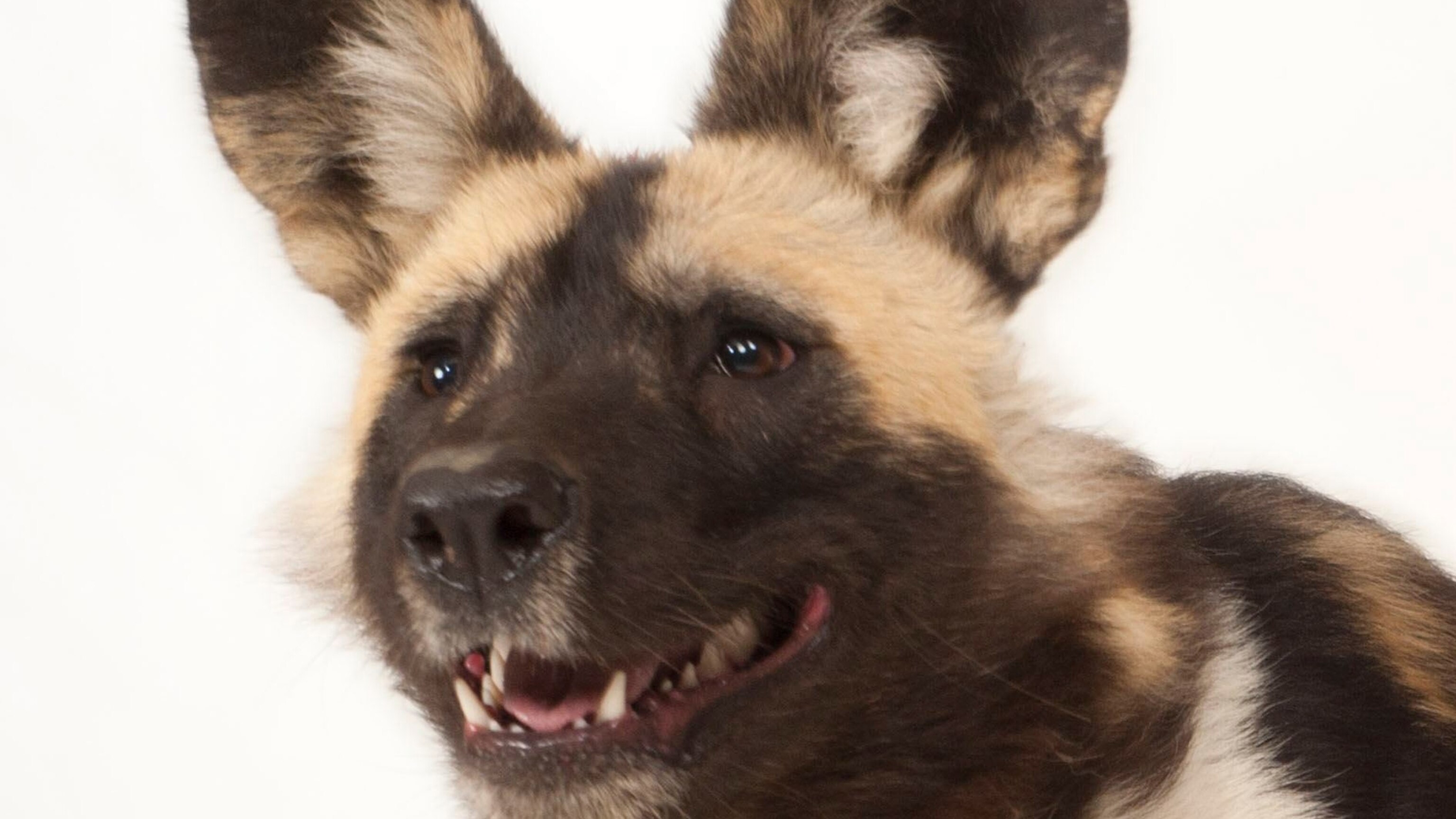 African wild dogs guide: species facts, habitat and why they're