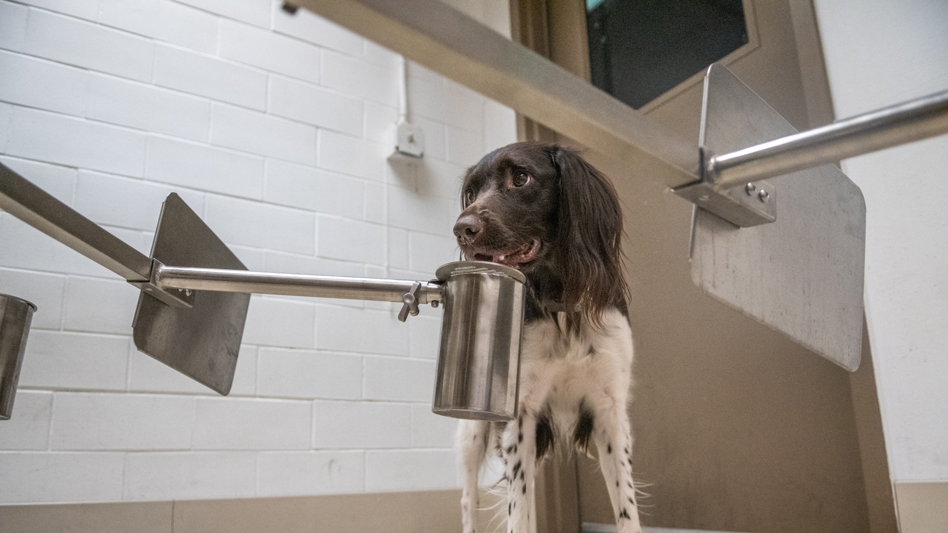 These sniffer dogs are learning to smell the coronavirus