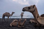  If The Camel Is Fine Our Life Is Fine But Somali Camel Herding Is 