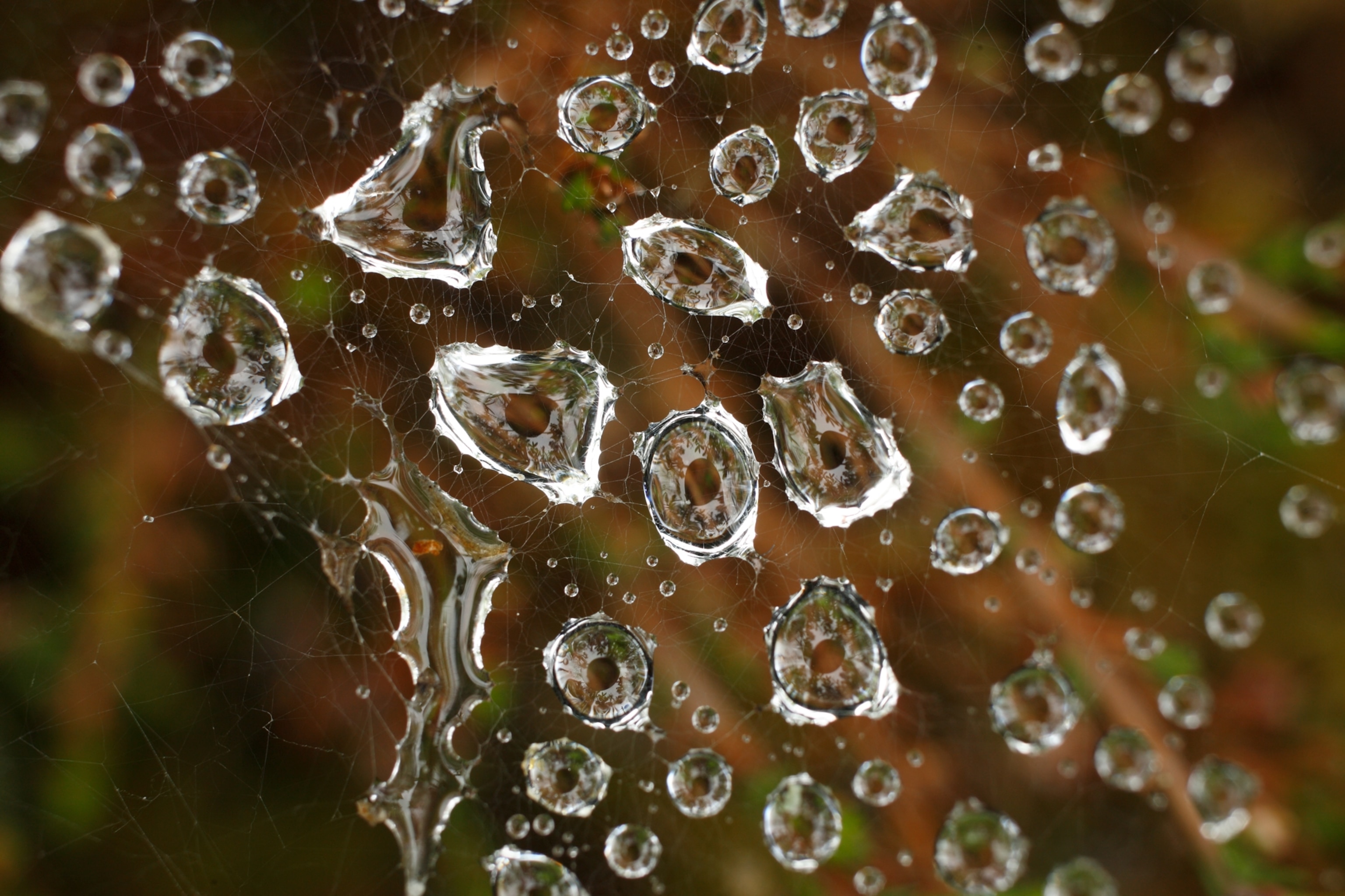 raindrops caught in a spider's web