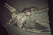 Why Pterosaurs Were The Weirdest Wonders On Wings National Geographic