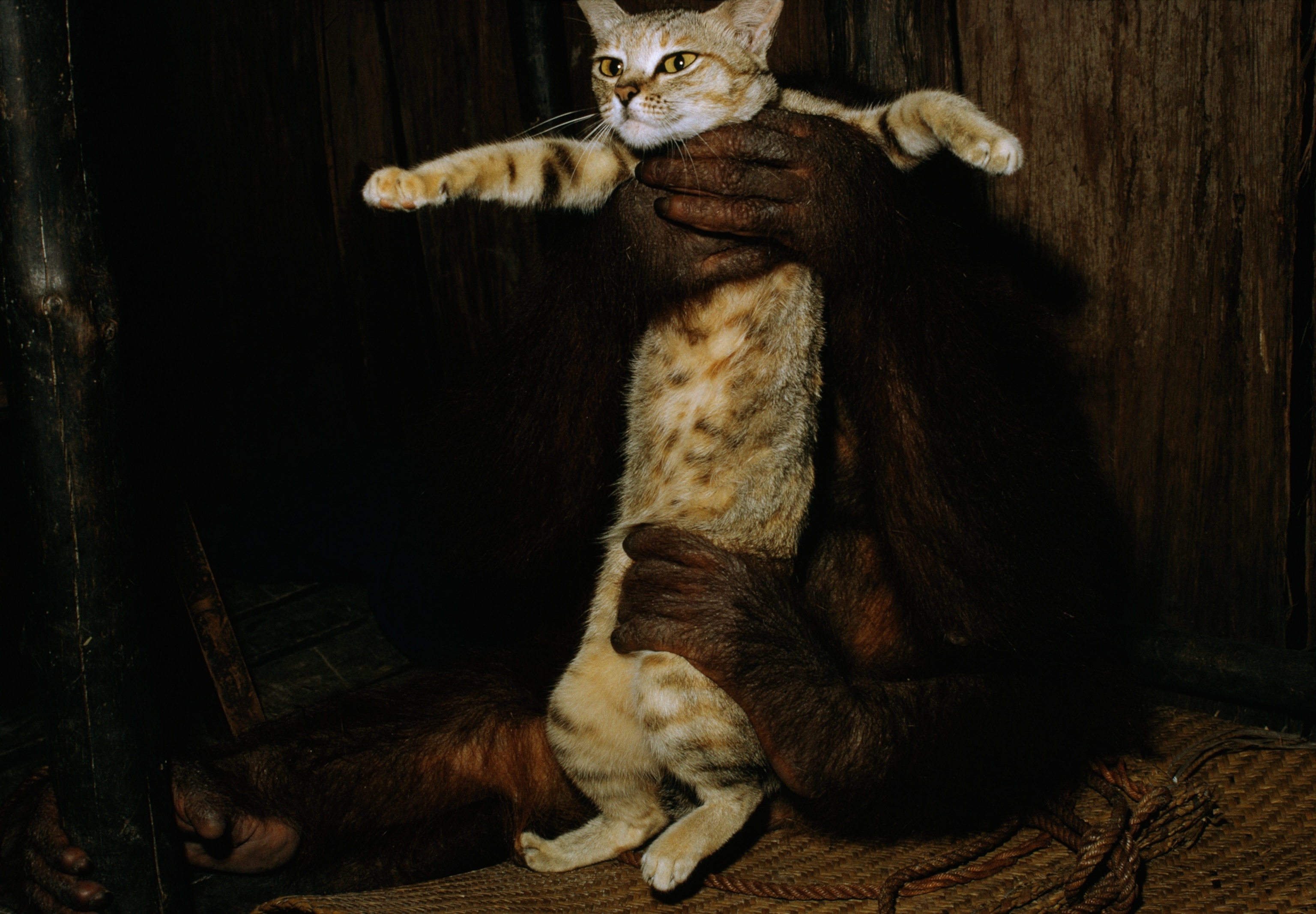 An orangutan gently holds a tabby cat in its arms against a wooden backdrop. The cat appears calm, while the orangutan's strong hands add contrast.