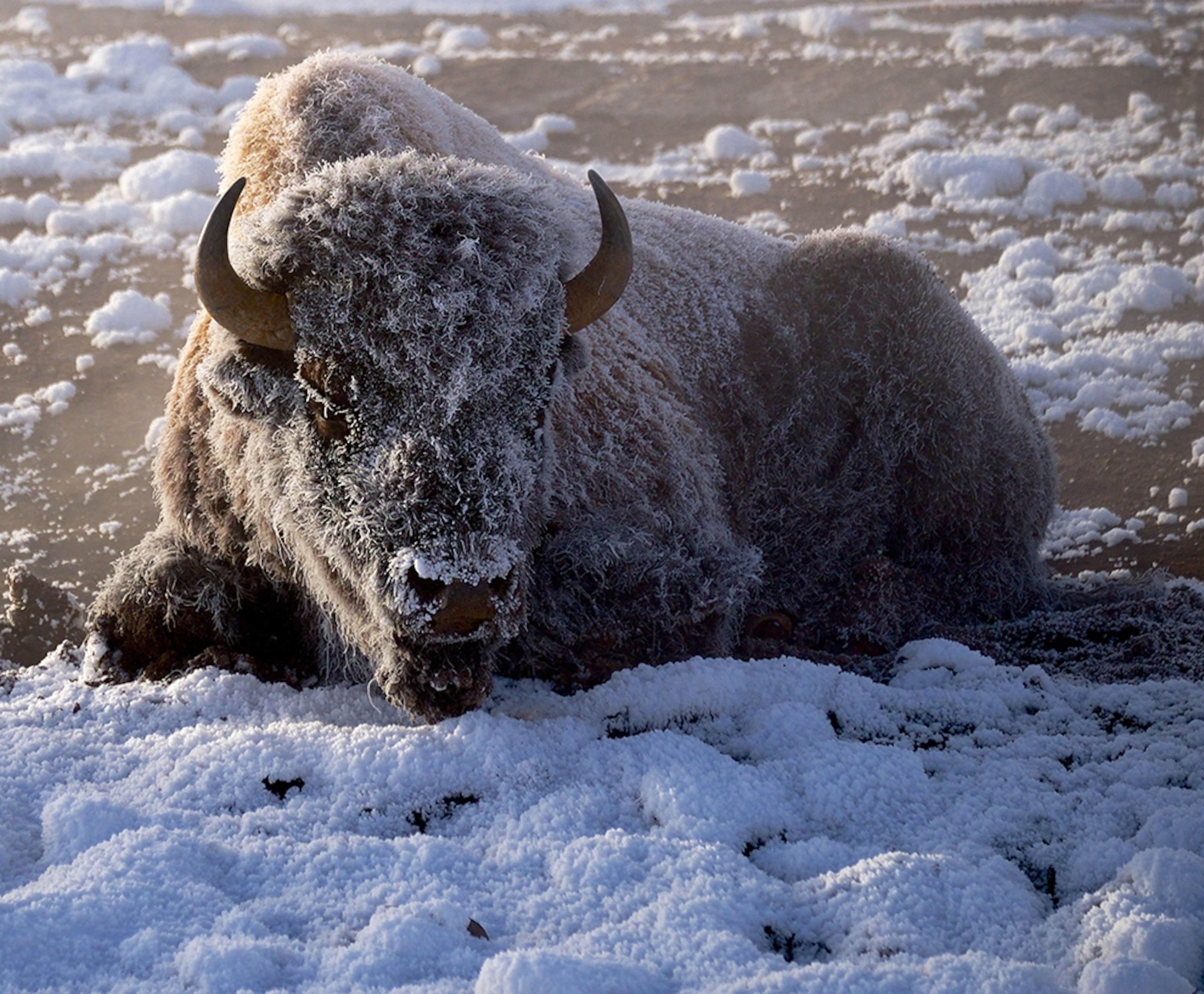 a bison in snow at Yellowstone National Park, Montana