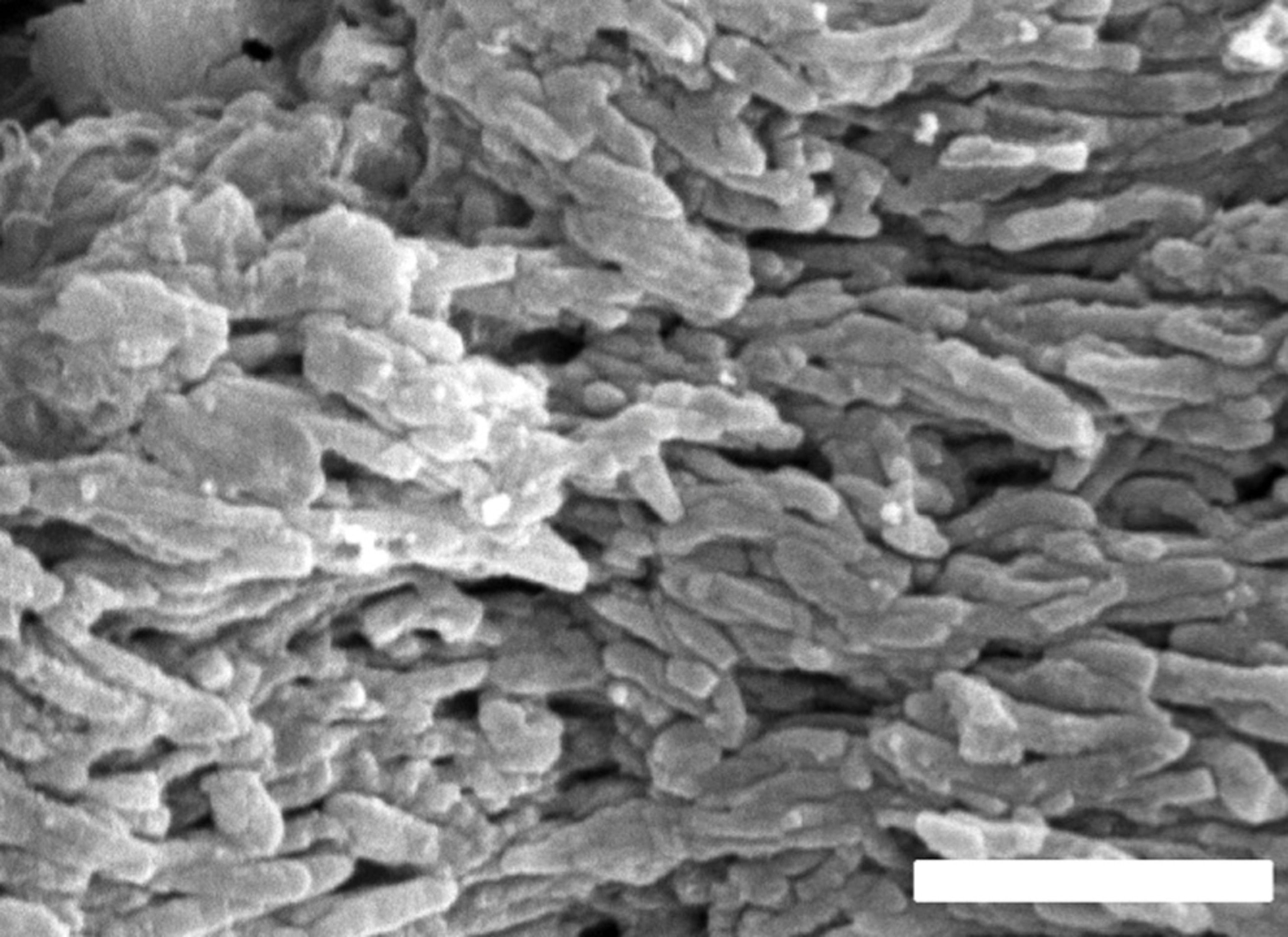 A scanning electron microscope picture showing rod-shaped eumelanosomes found in fossils