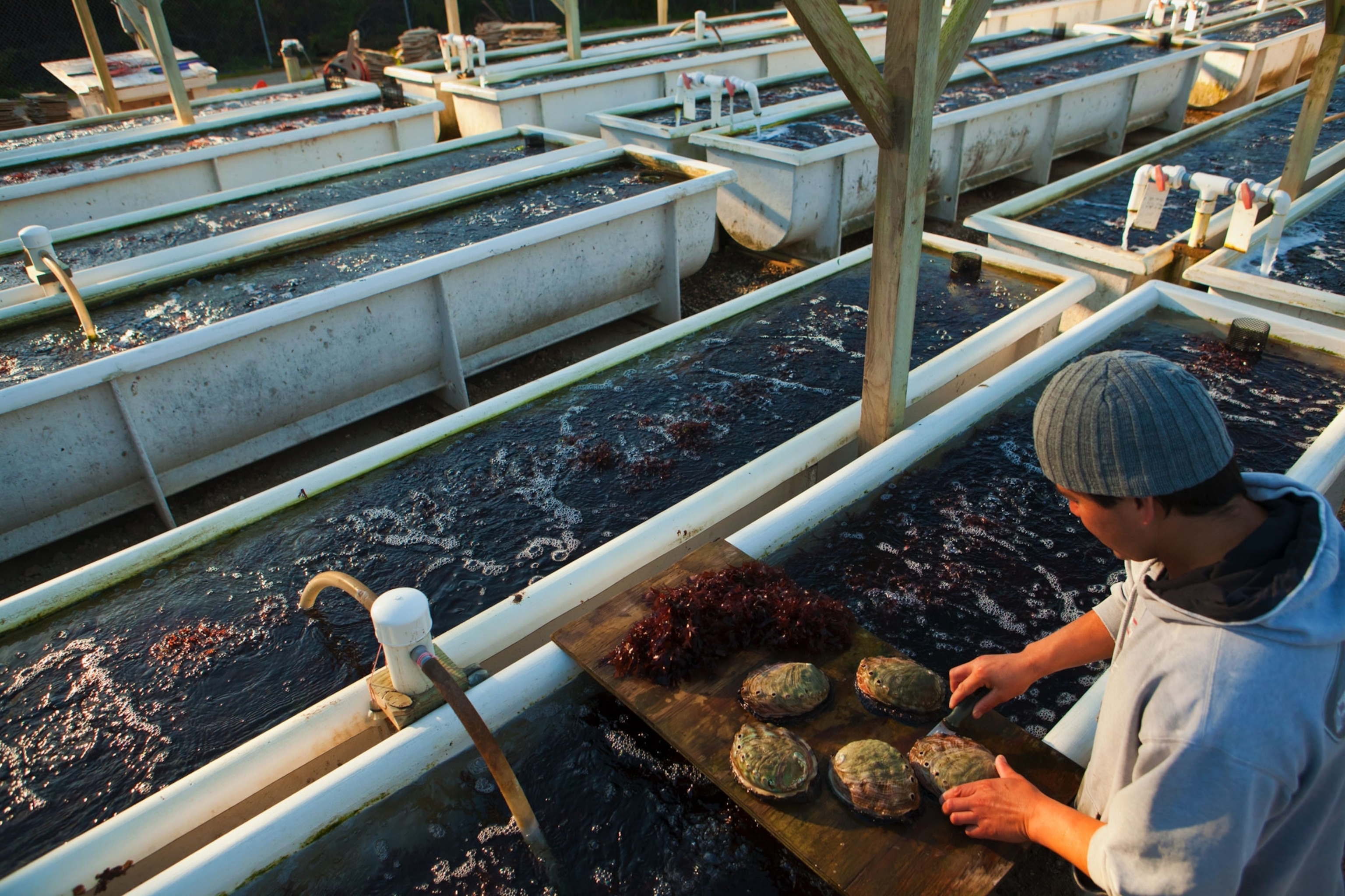 an abalone farm
