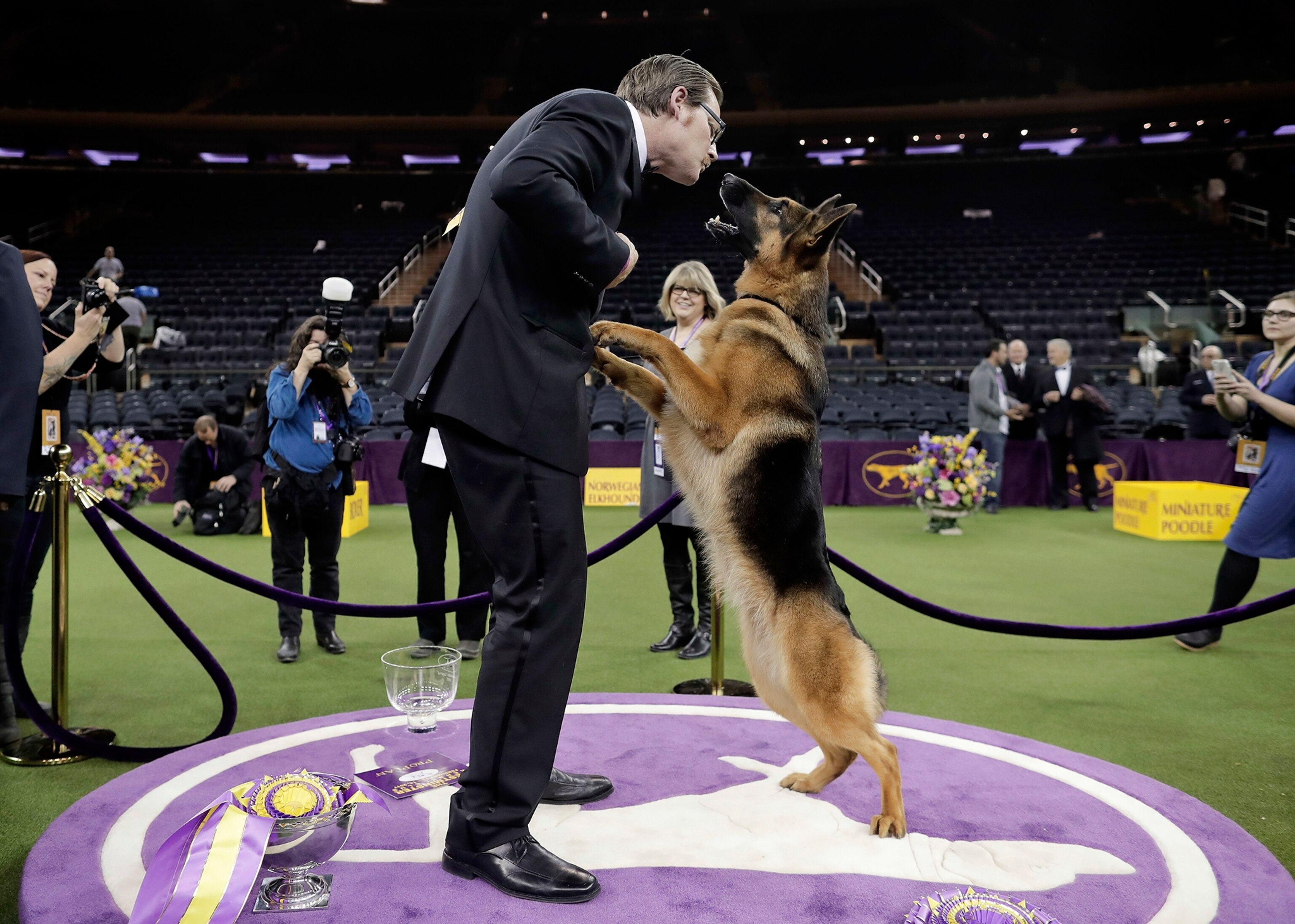 Rumor, a German shepherd, that won the Westminster Dog Show