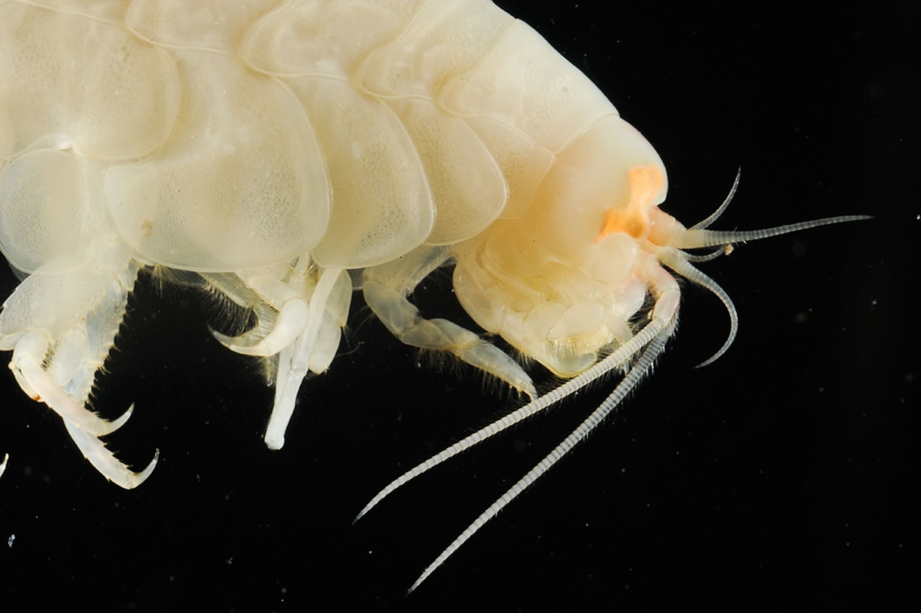 an amphipod found recently in the Peru-Chile trench.