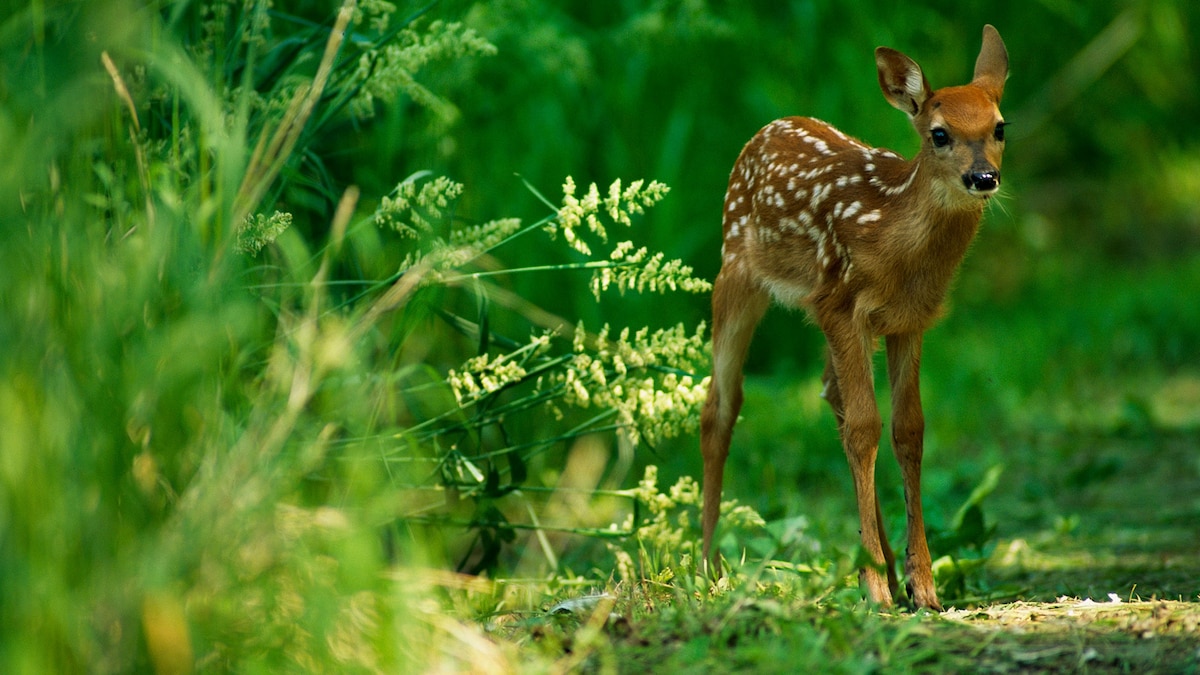 Why Do We Call Baby Deer Fawns?