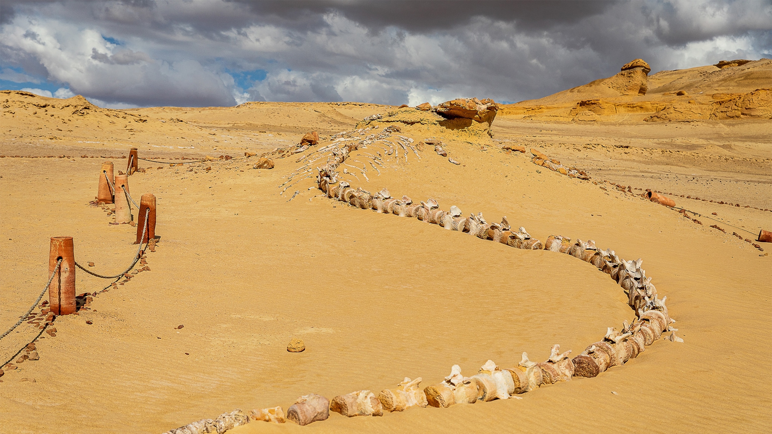 Tour Egypt’s Valley of the Whales for a window onto the history of evolution