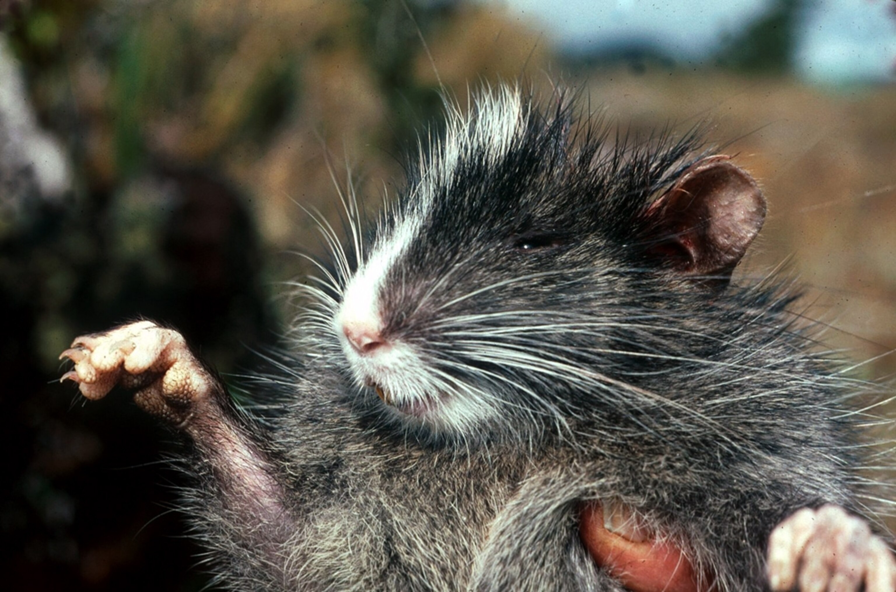 a new species of chinchilla rat, for a photo gallery on 20 surprising animals of the last 20 years