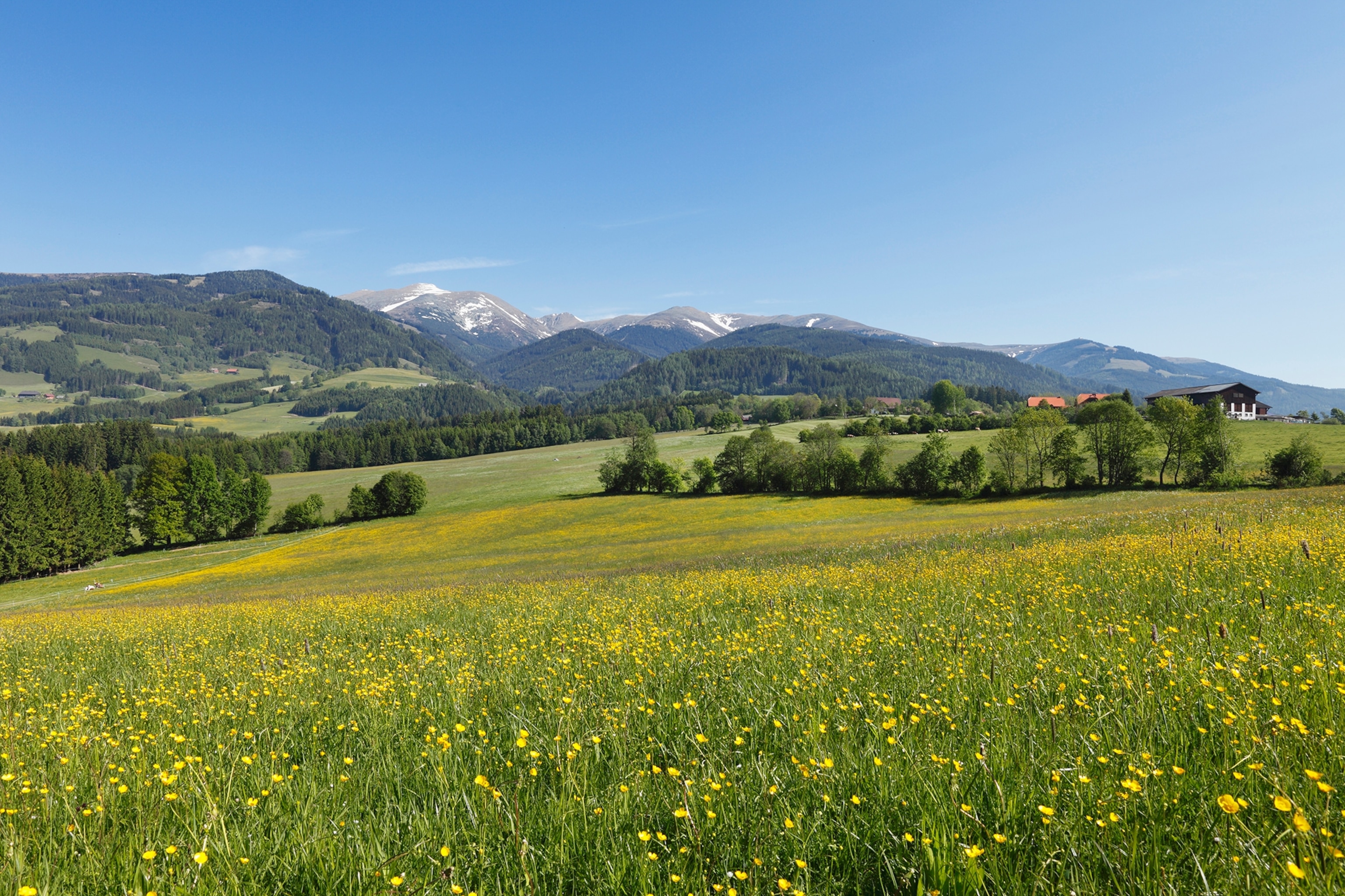 alpine meadows in austria