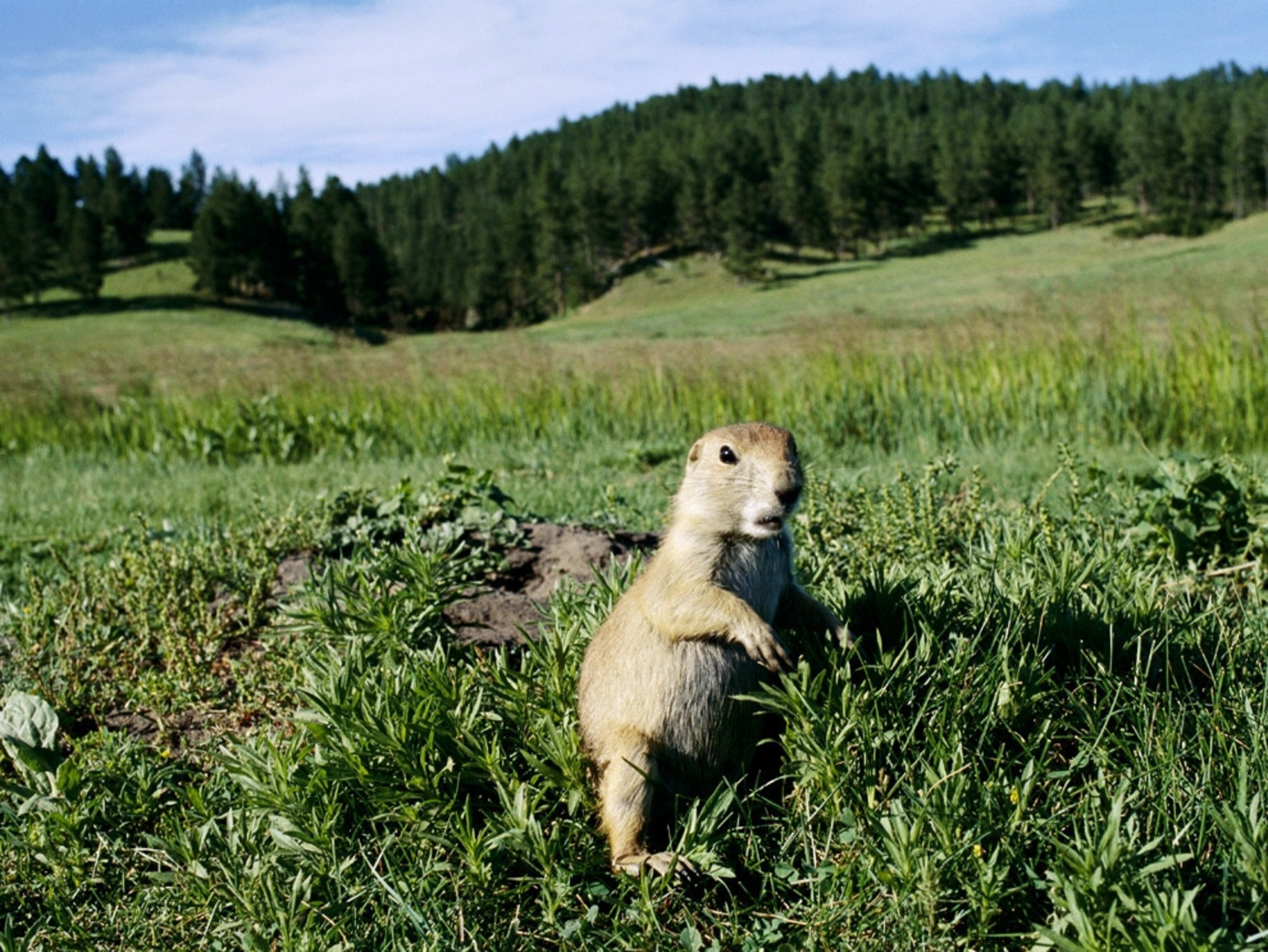 Prairie dog by burrow on grassland, South Dakota