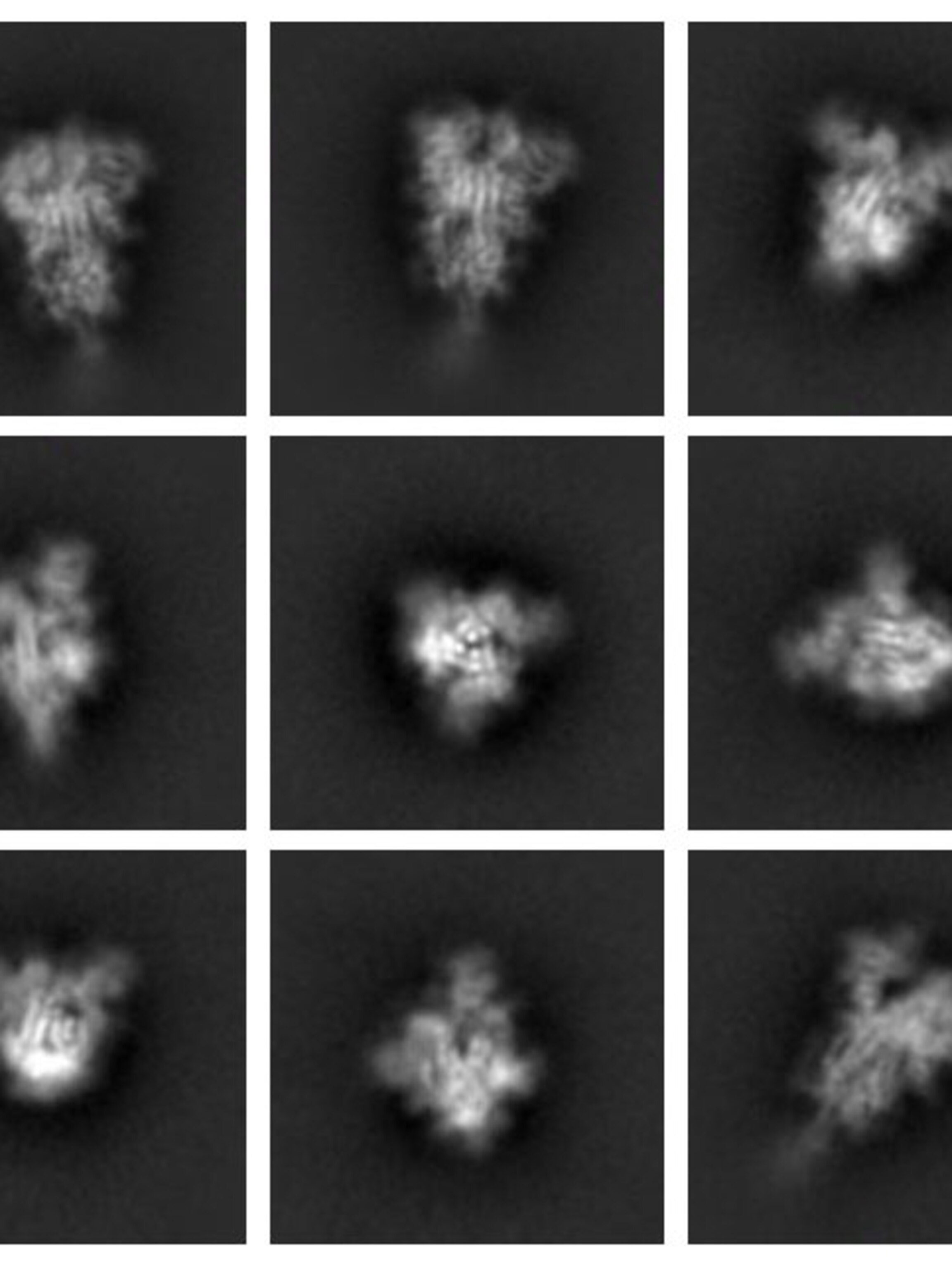 They Spent 12 Years Solving A Scientific Puzzle It Yielded The First Covid 19 Vaccines