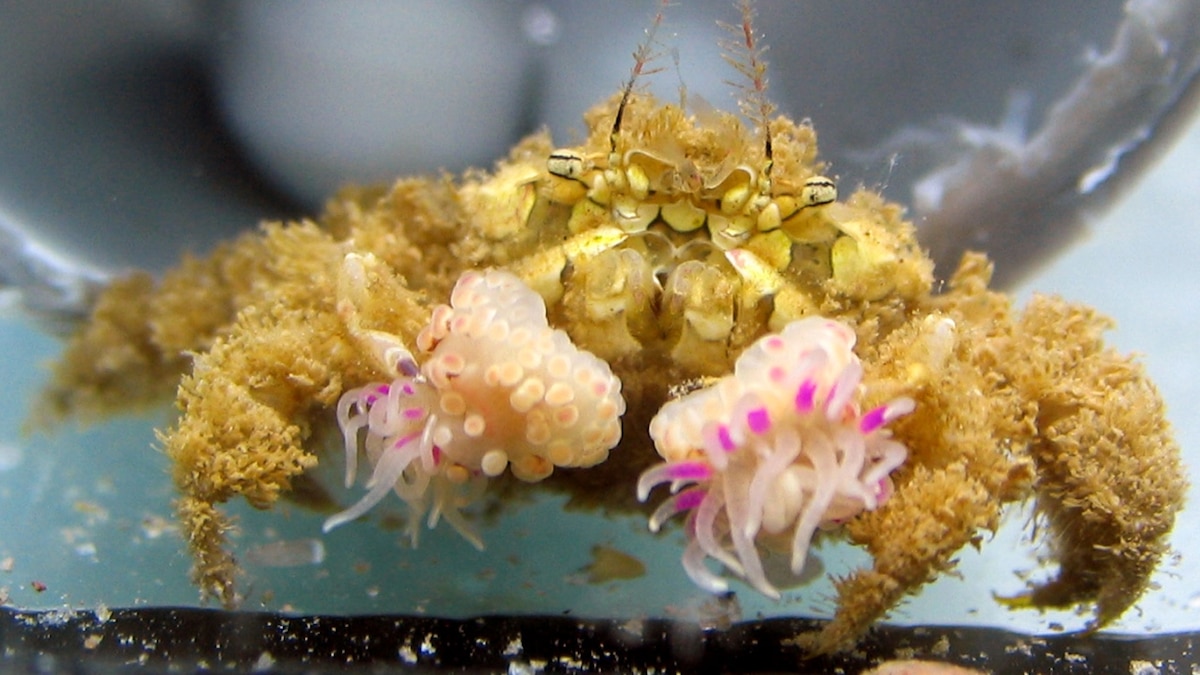Watch Pom Pom Crabs Fight With Anemone Tipped Claws National Geographic watch-pom-pom-crabs-fight-with-anemone-tipped-claws-national-geographic