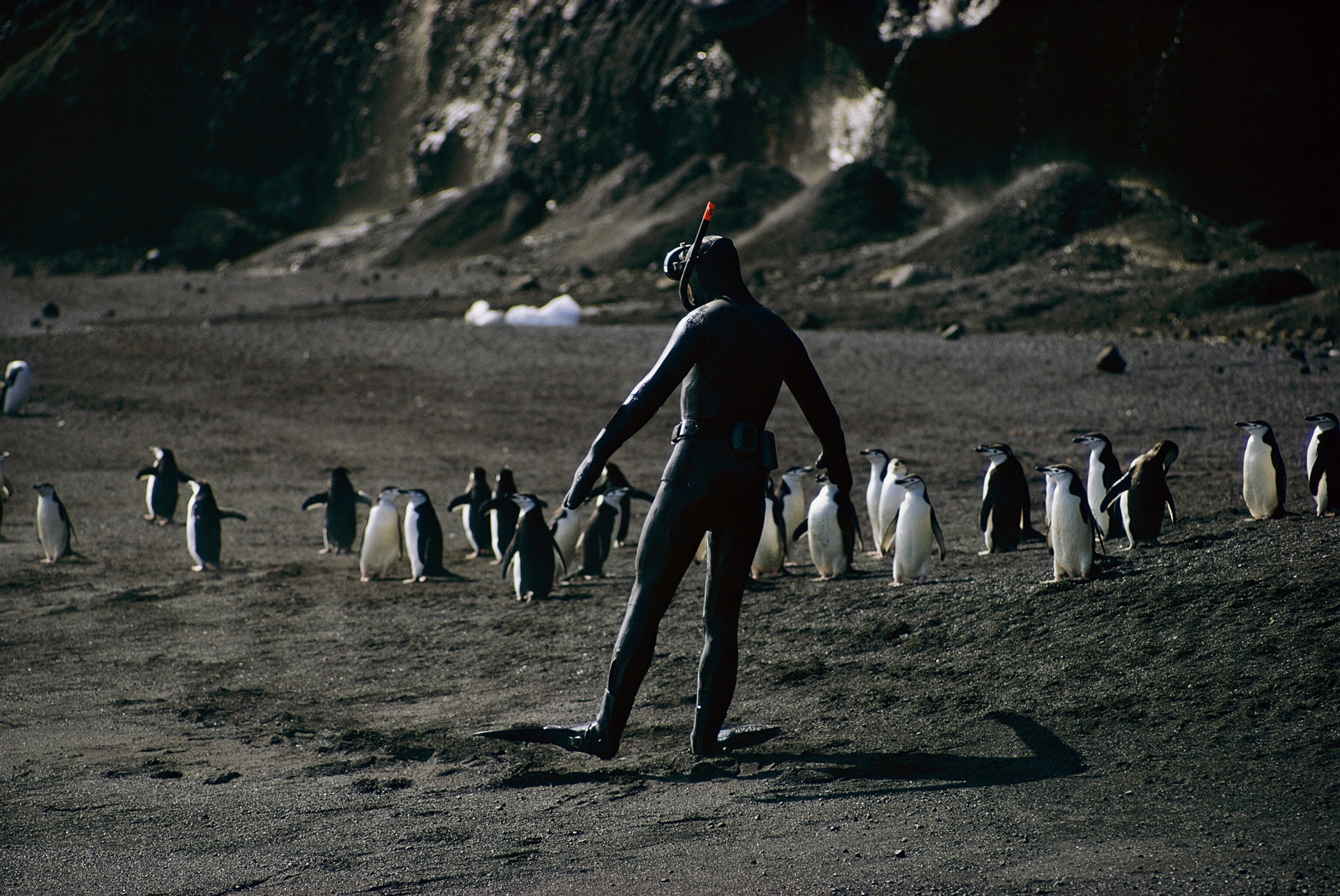 Bill Curtsinger with a group of Chinstrap penguins