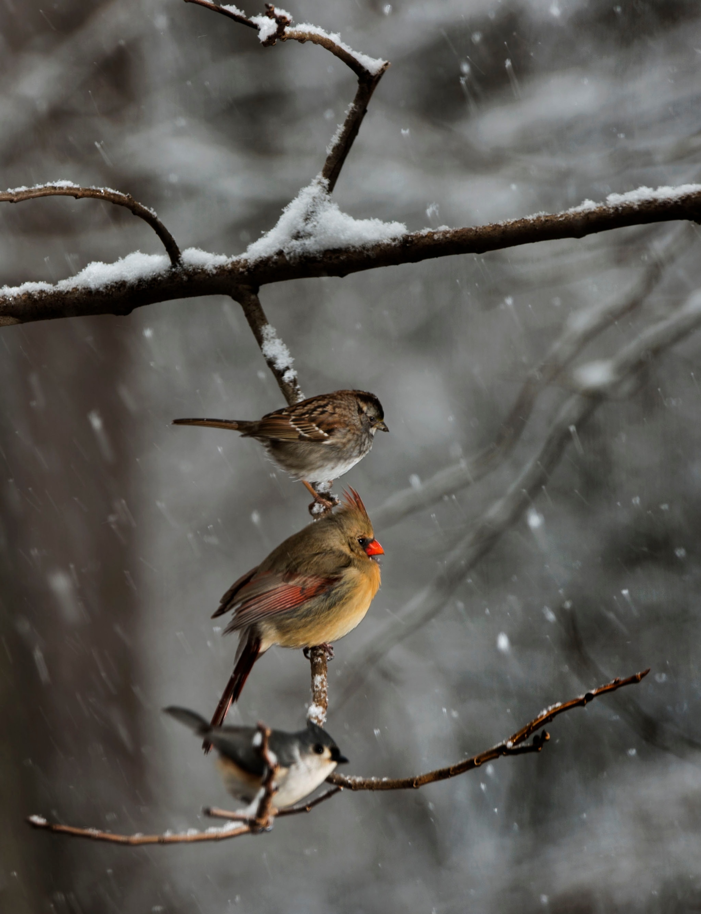 Two juvenile Bald Eagles during a light snow seem to be taking turns eating the remains fish after the adult birds all left.