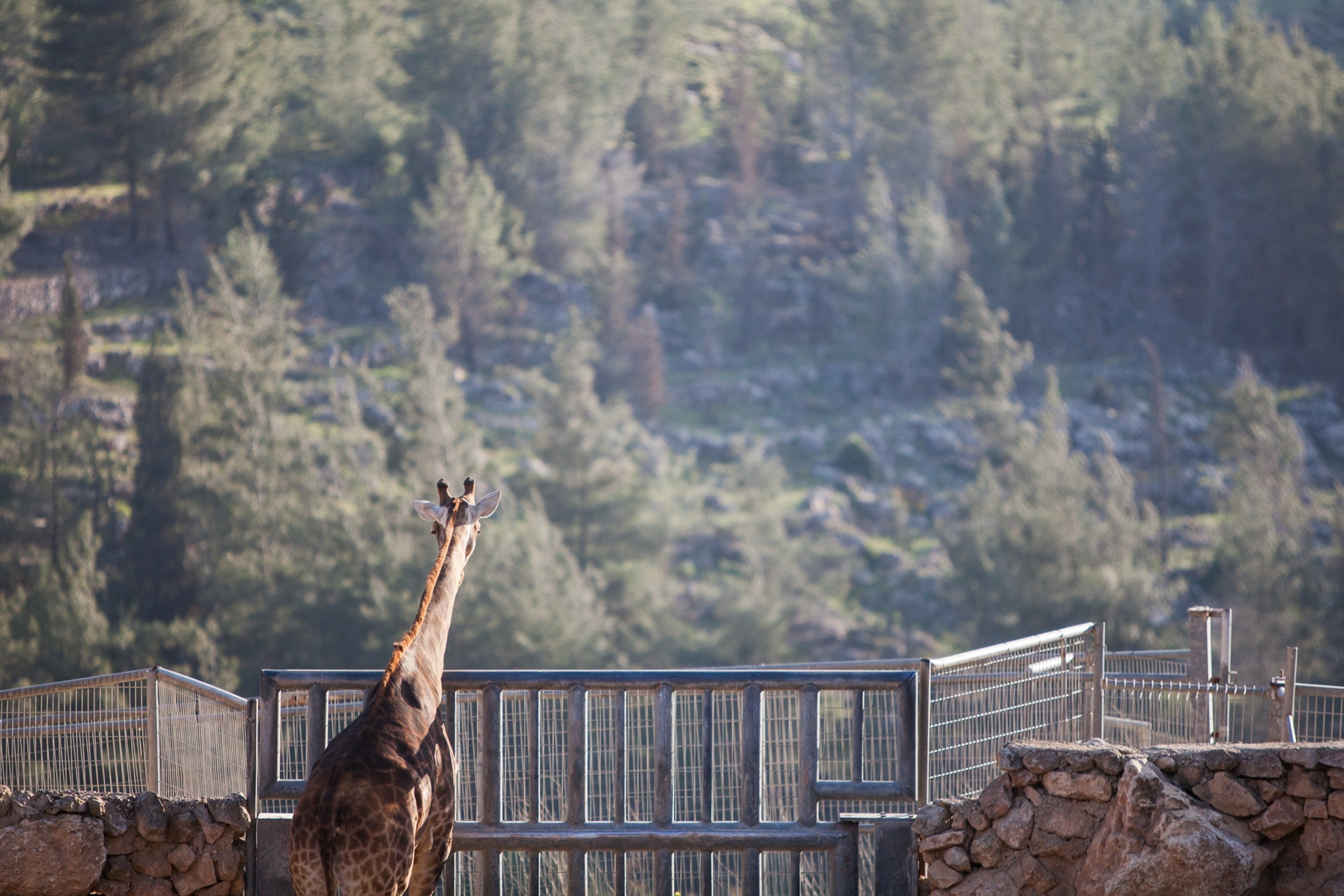 a family looking at a cheetah at the zoo.