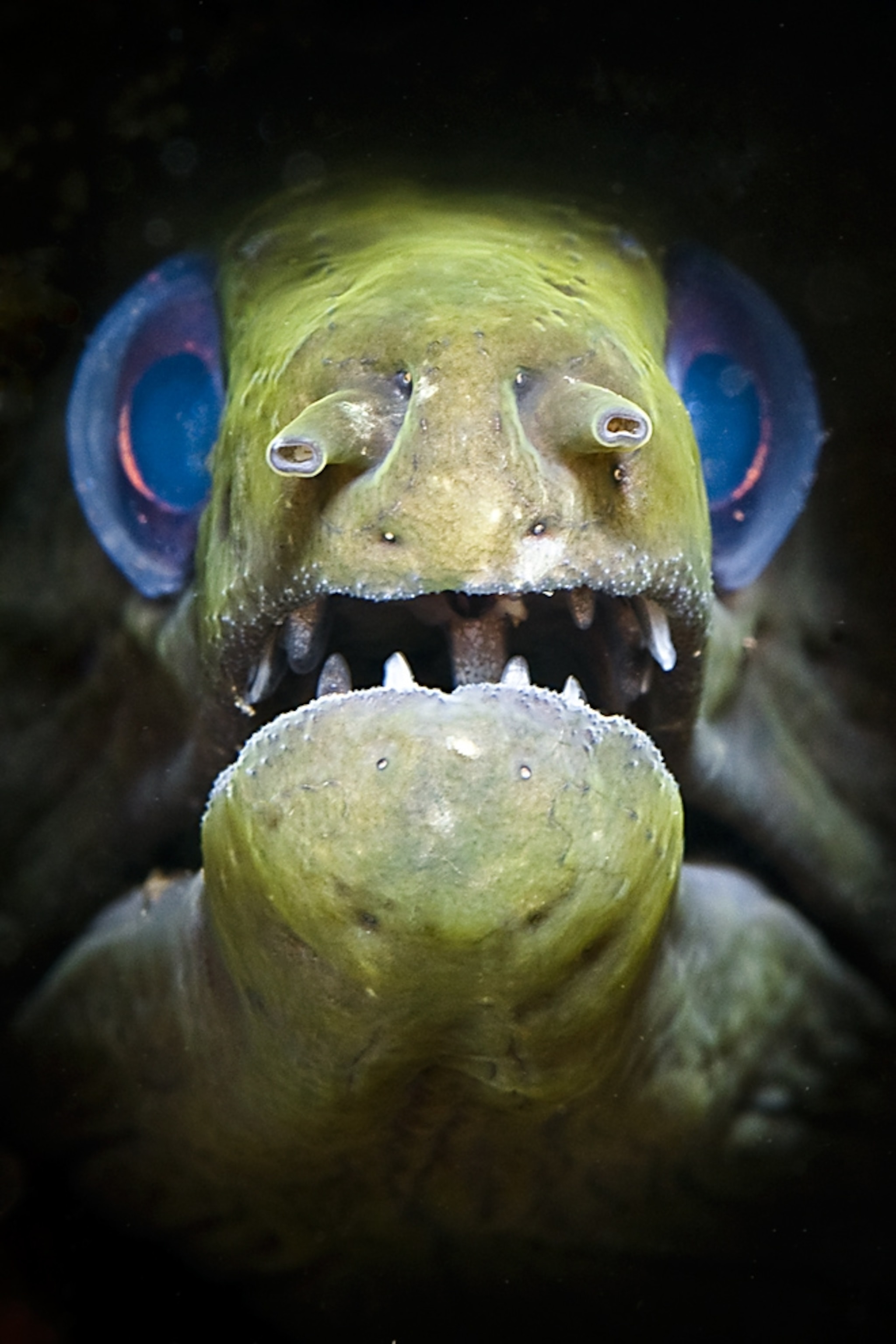 A moray eel stars in one of the award-winning pictures in the fourth annual Deep Indonesia International Underwater Photo Competition.