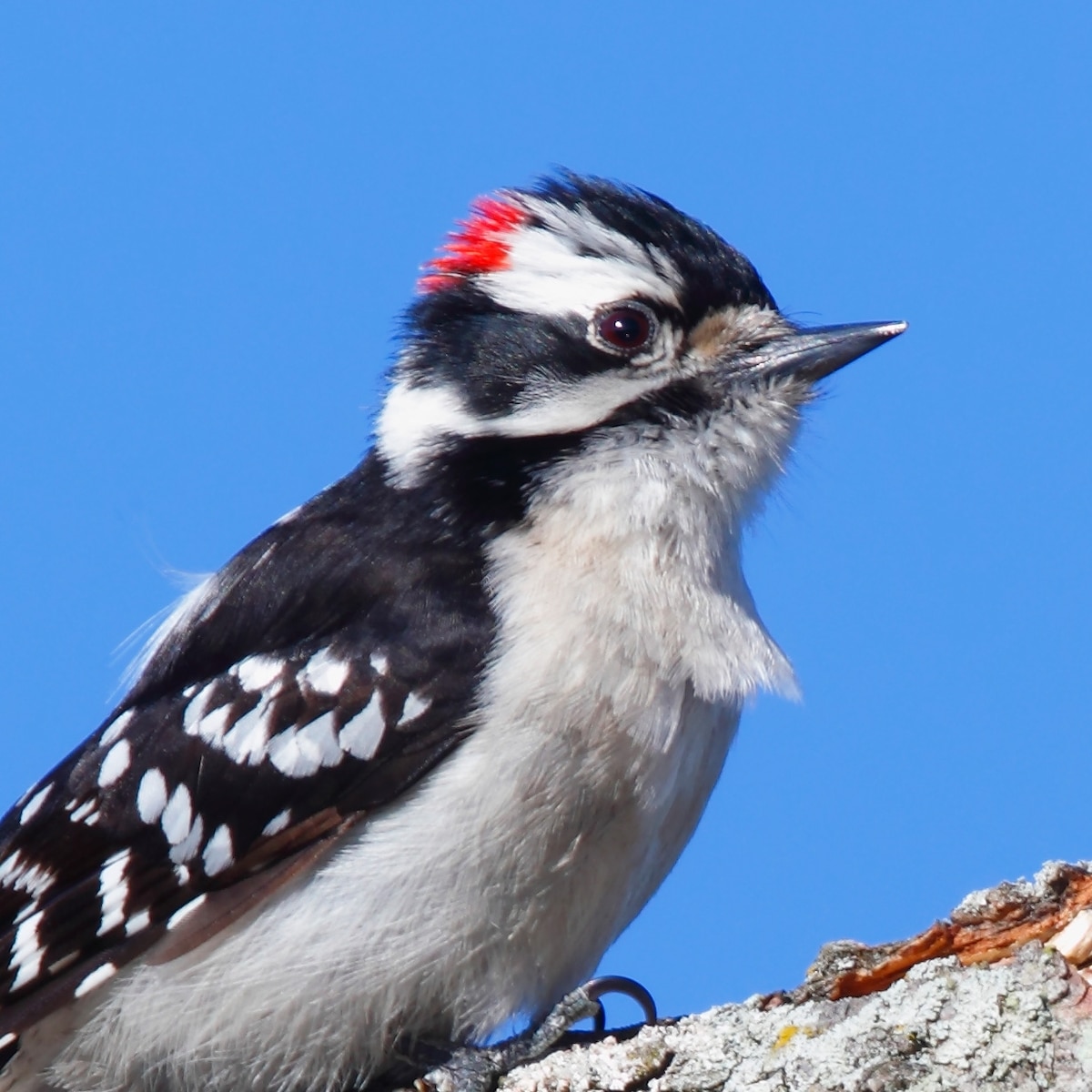 downy-woodpecker-national-geographic