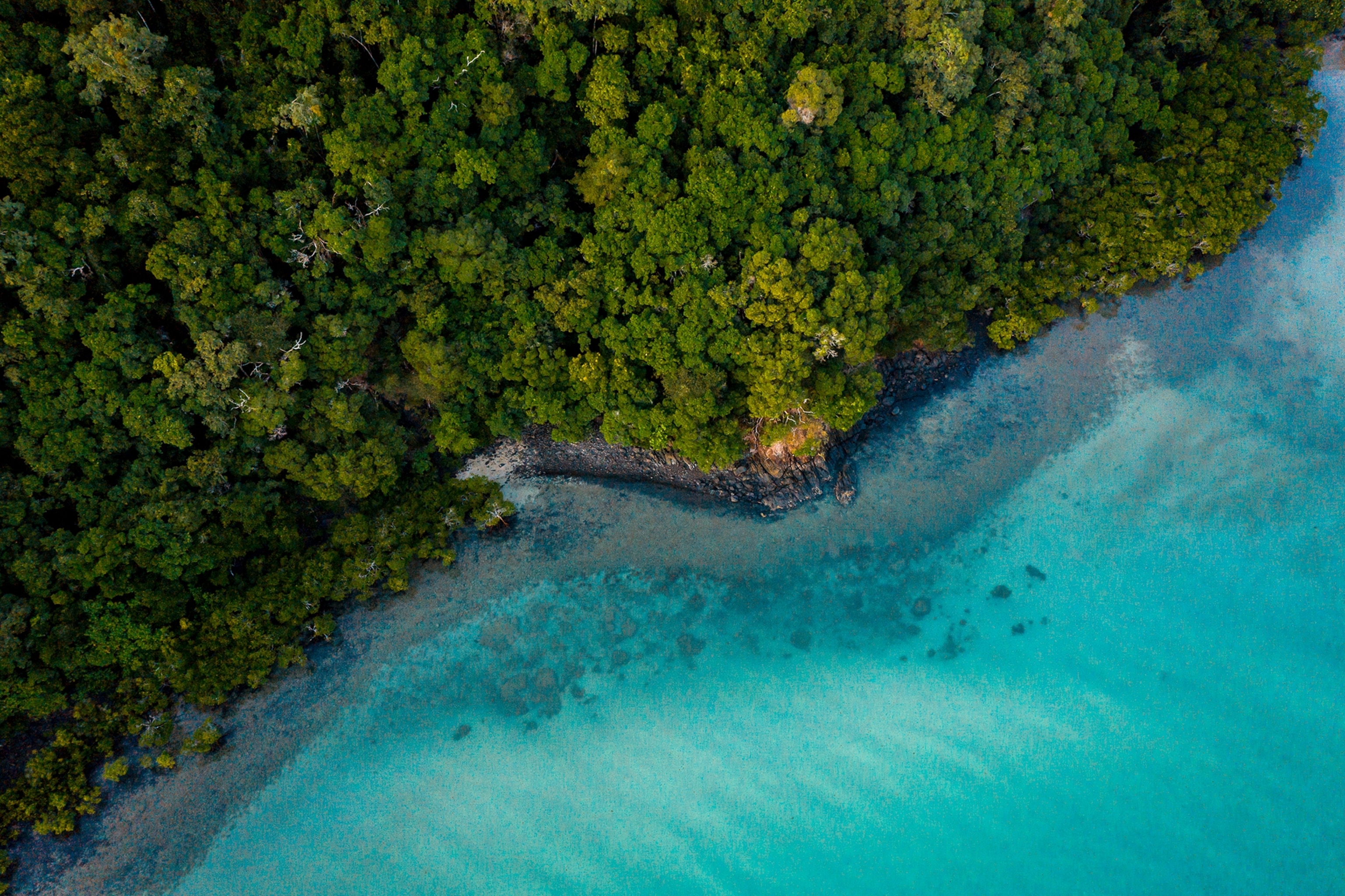 Birds-eye shot of Cape Tribulation's coast going from forest to sea.