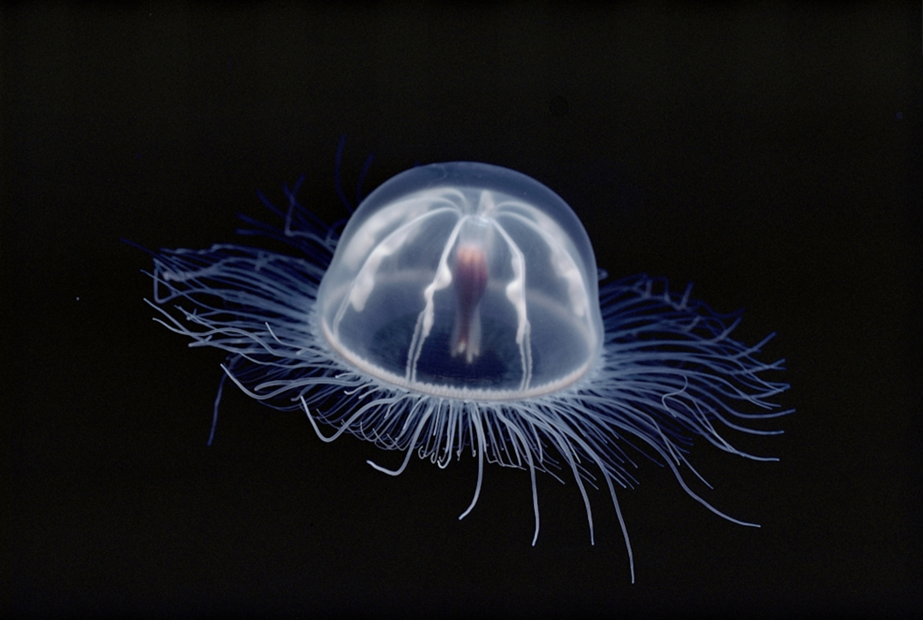 a transparent jellyfish, Antarctica