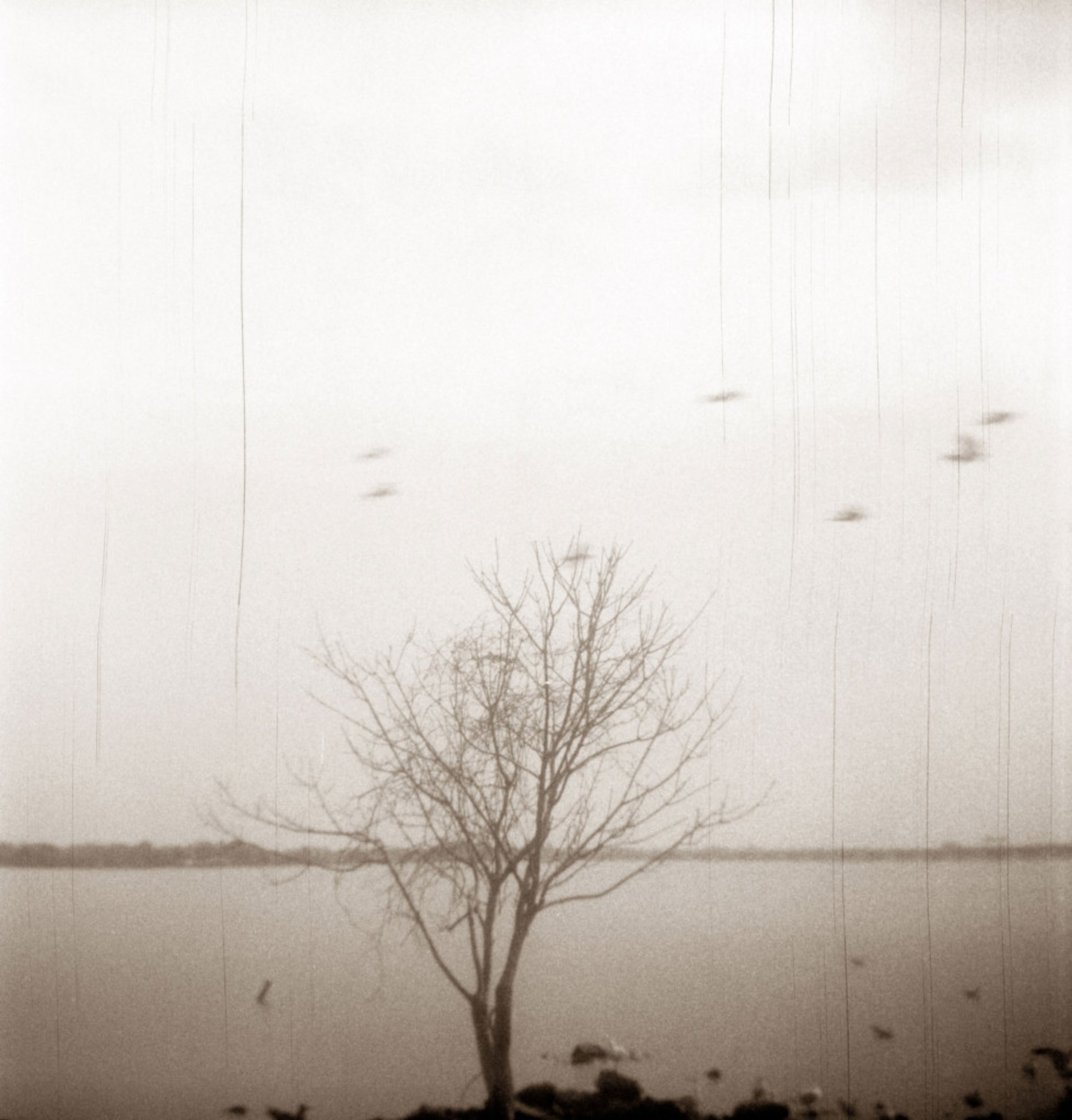 a bard tree in front of a body of water with a few birds flying over the tree