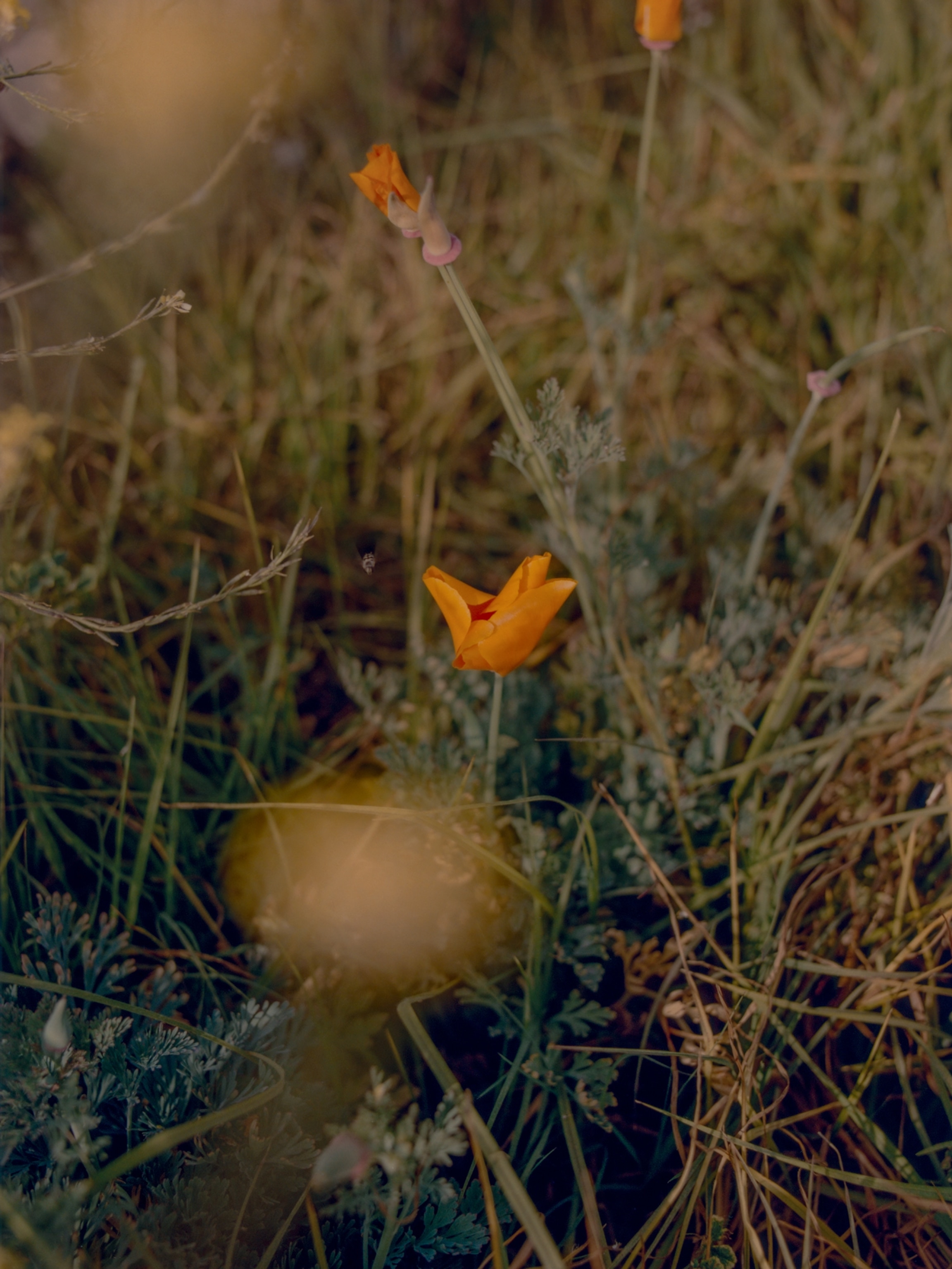 A poppy grows a lot as a result of planted seed bombs.