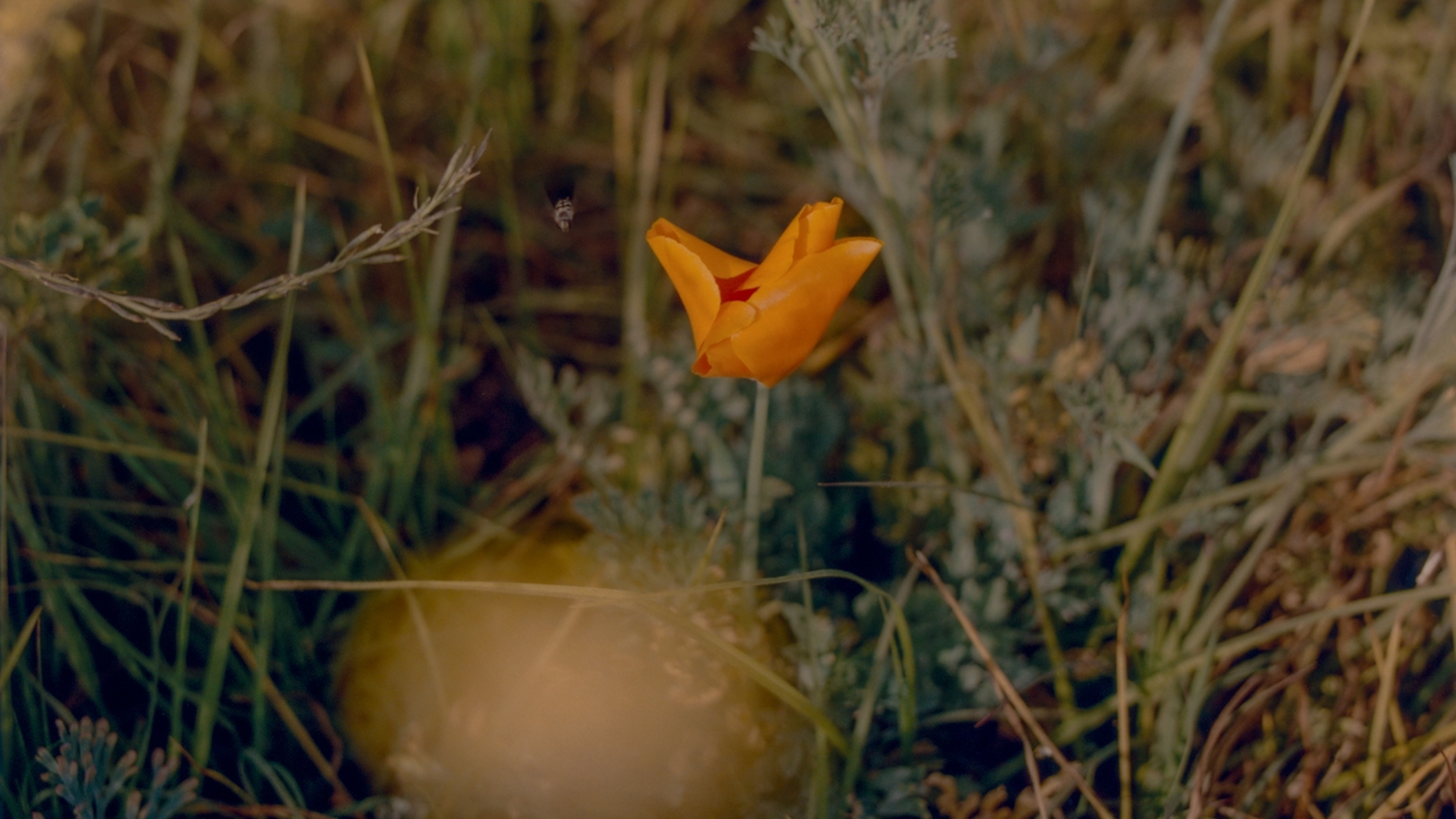 Can wildflowers heal the toxic mess the LA fires left behind?
