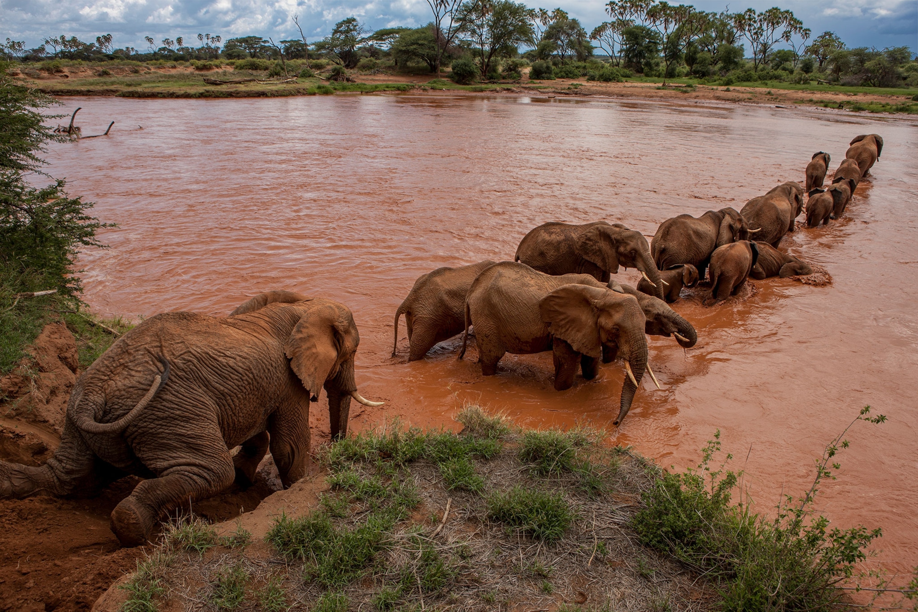 An elephant matriarch leads her group across a river.