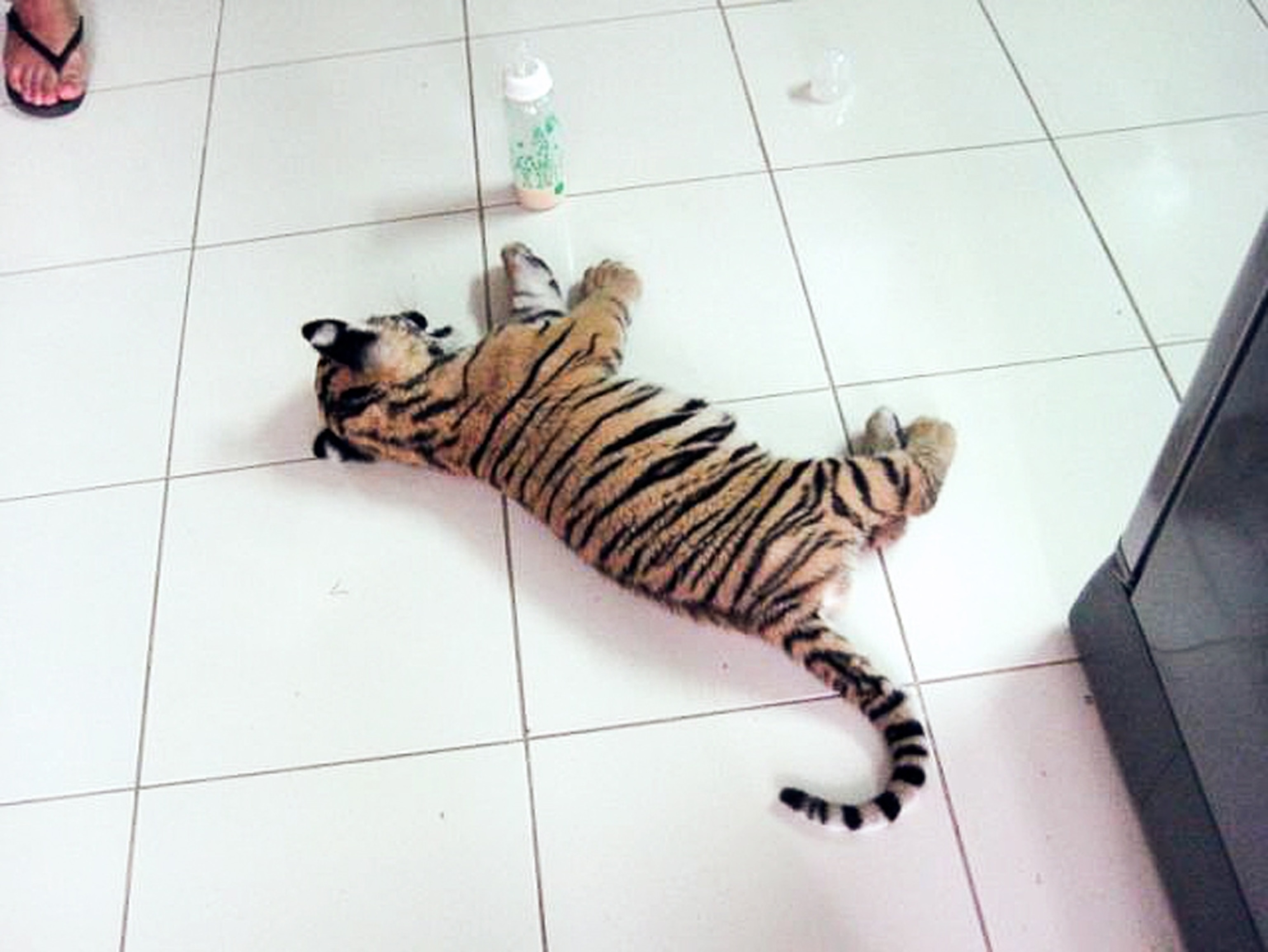 a live, drugged tiger cub found among stuffed animals Sunday in luggage at Bangkok's Suvarnabhumi International Airport