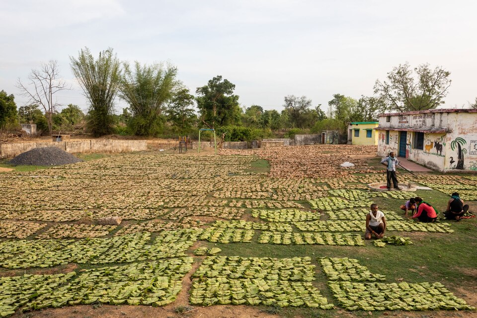 Drying smoking stick leaves in India.