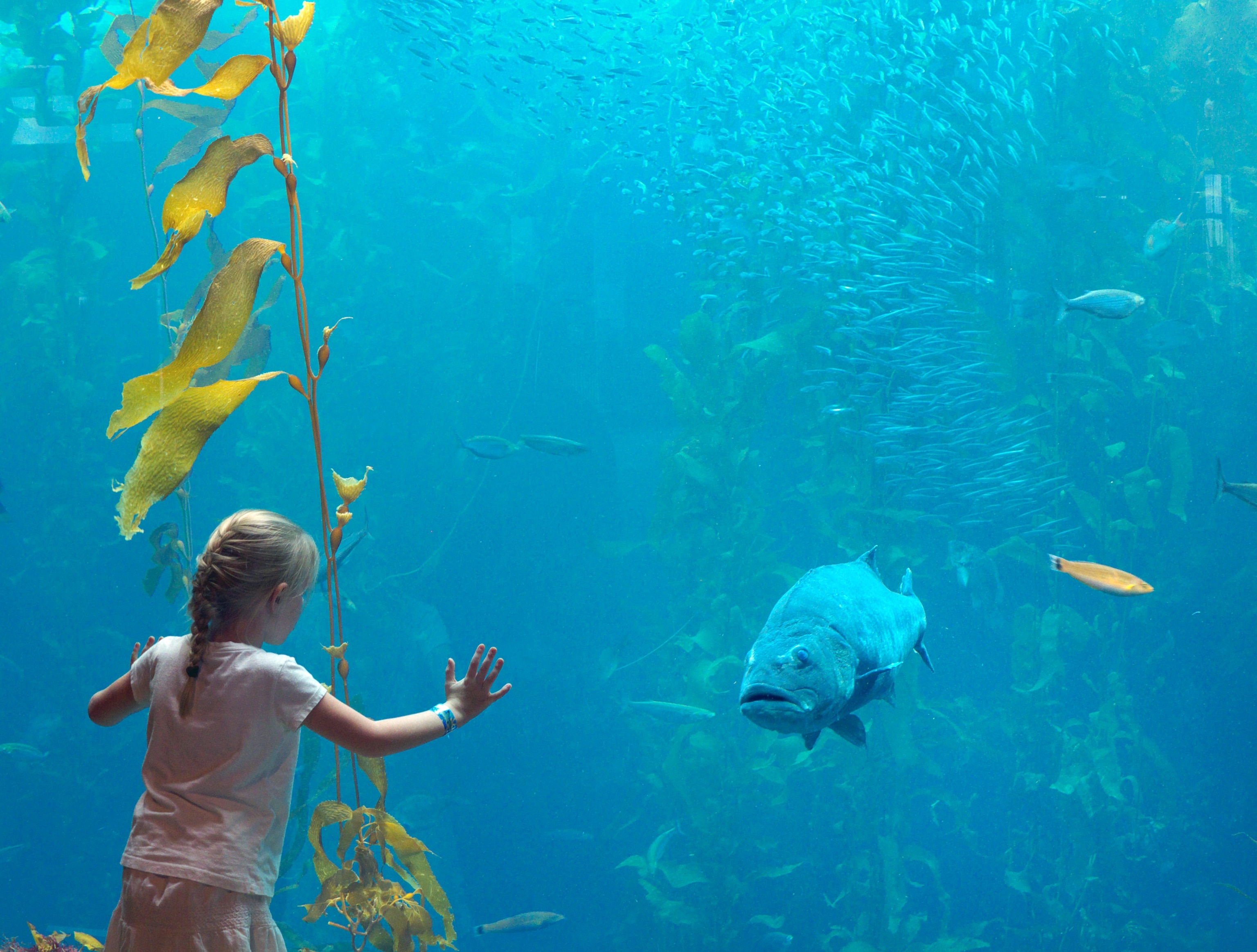 a girl at the Monterey Bay Aquarium, California