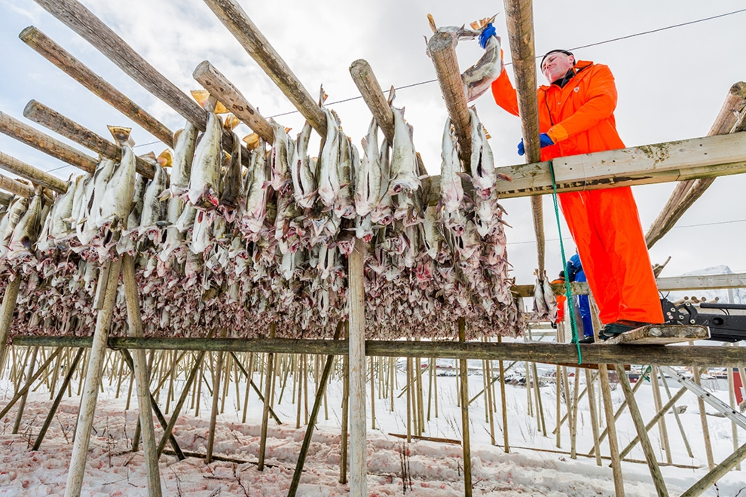 a man hanging stockfish in Lofoten