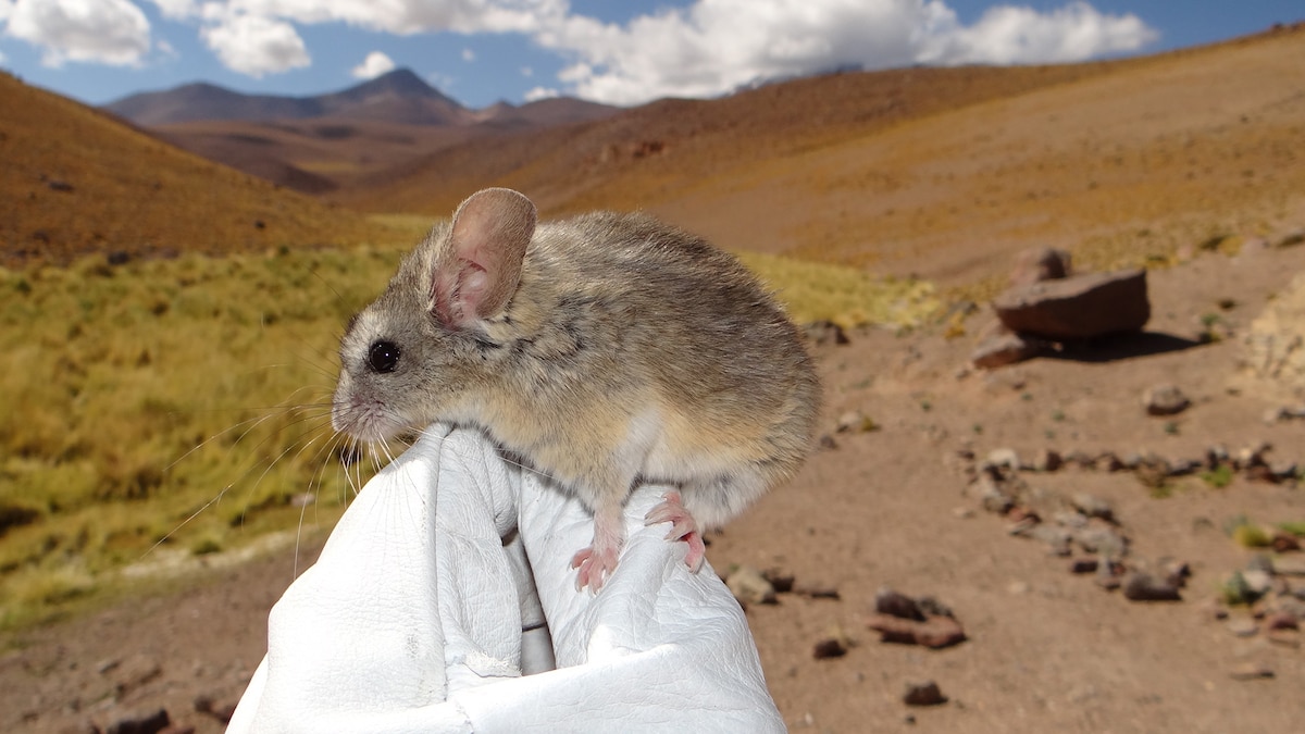 Mouse found atop a 22,000foot volcano, breaking world record