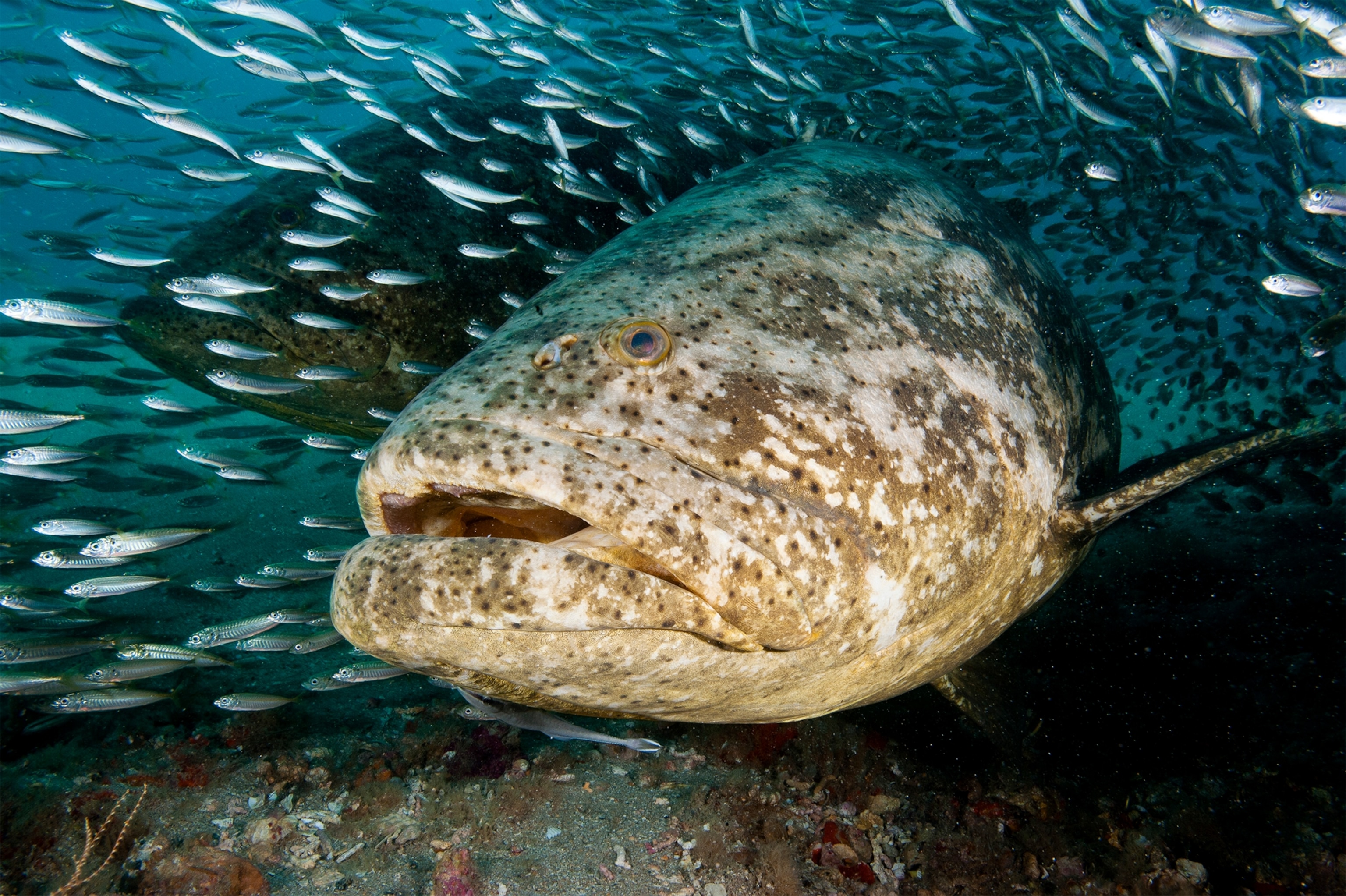 a school of fish around the research vessel, Aquarius.
