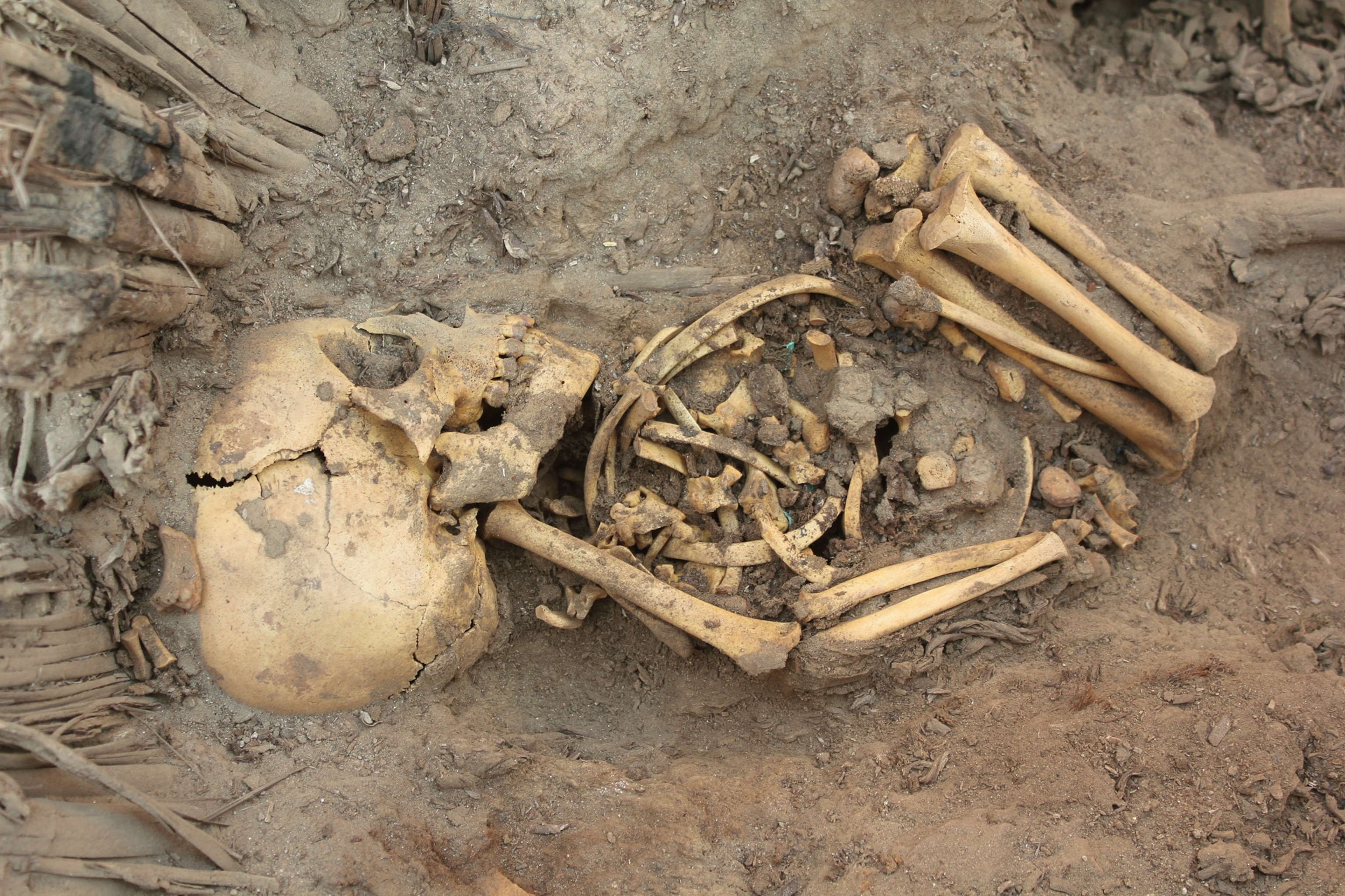 Skeleton picture: body found in new tomb at Pachacamac, Peru