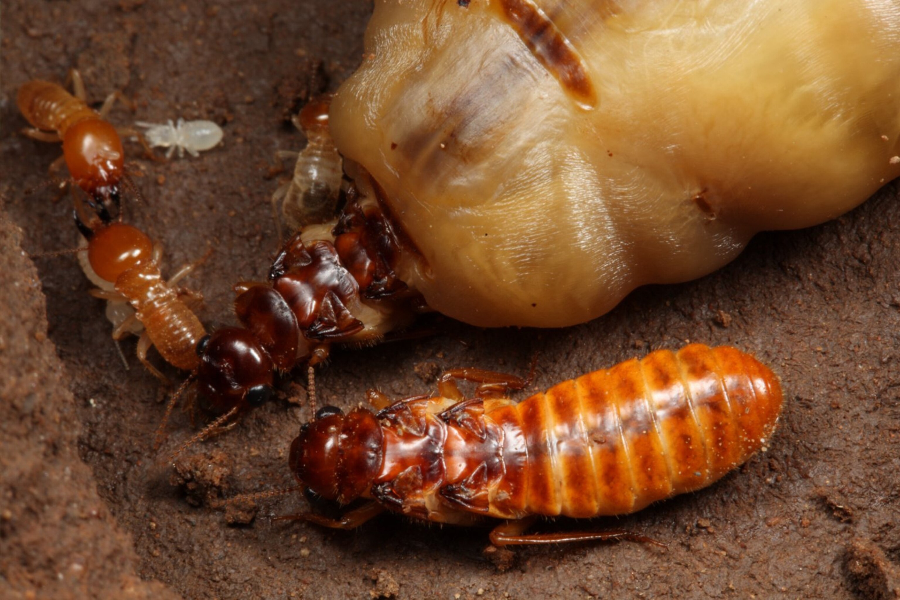 Mind in the Mound: How Do Termites Build Their Huge Structures?