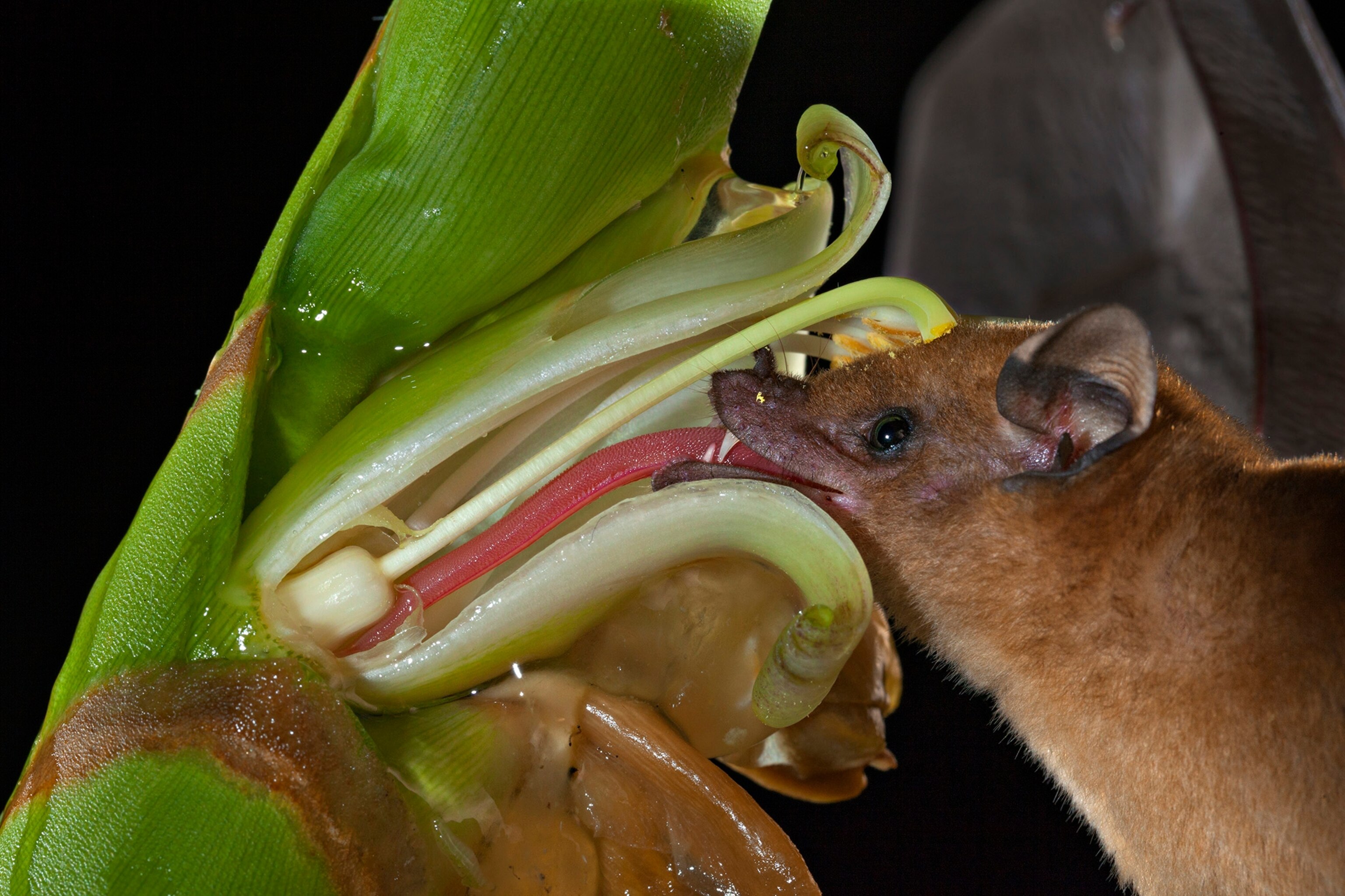 An orange nectar bat's tongue siphons nectar from a bromeliad flower.