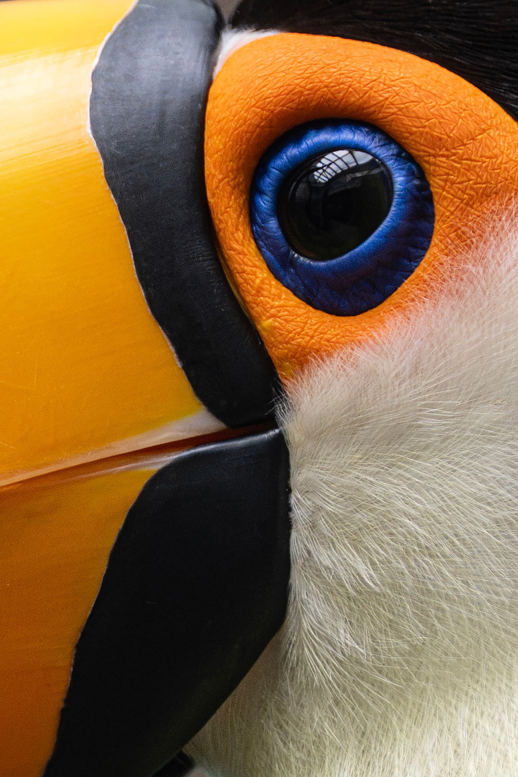 Close up of a toucan's blue-and-black eye and yellow beak.