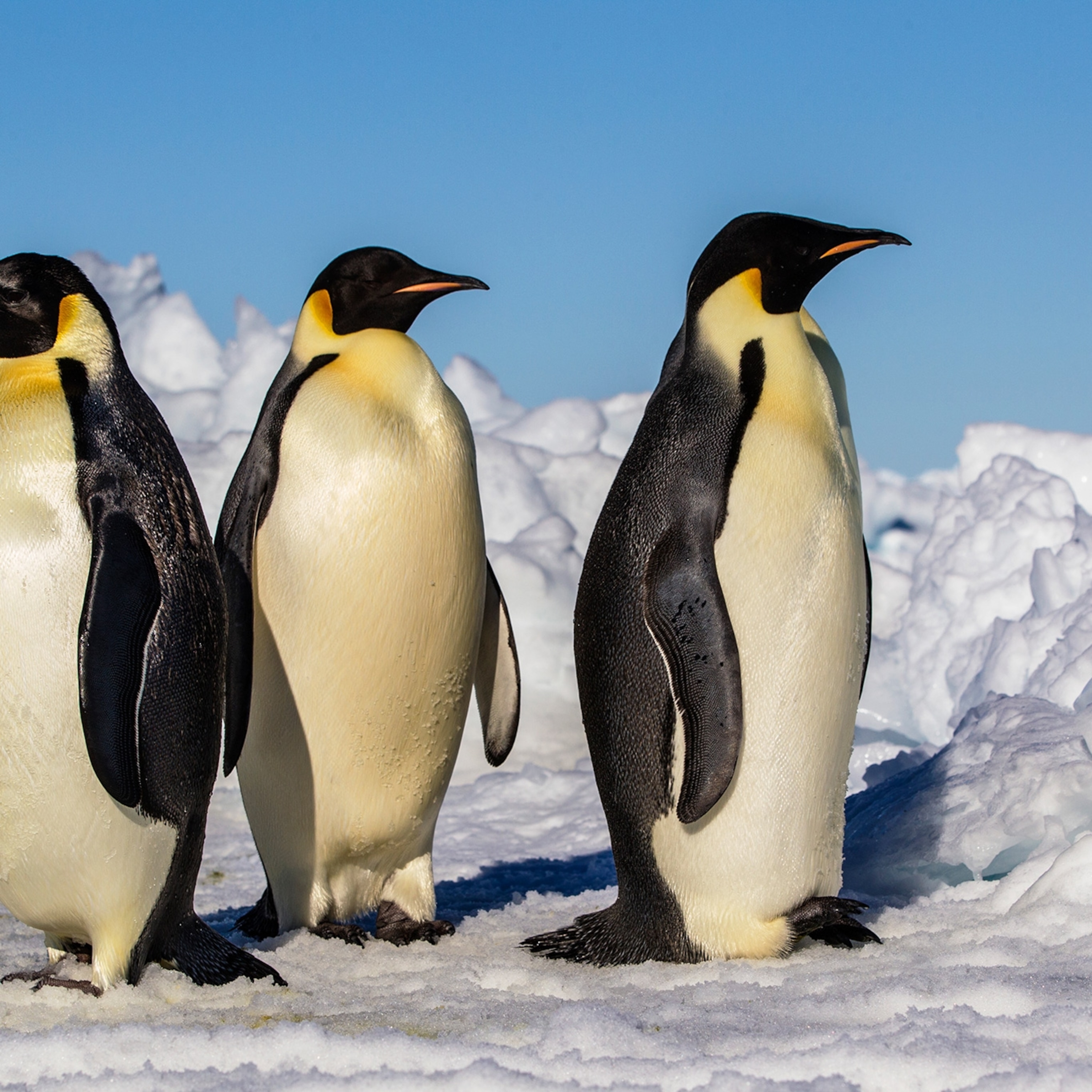 emperor-penguin-pictures