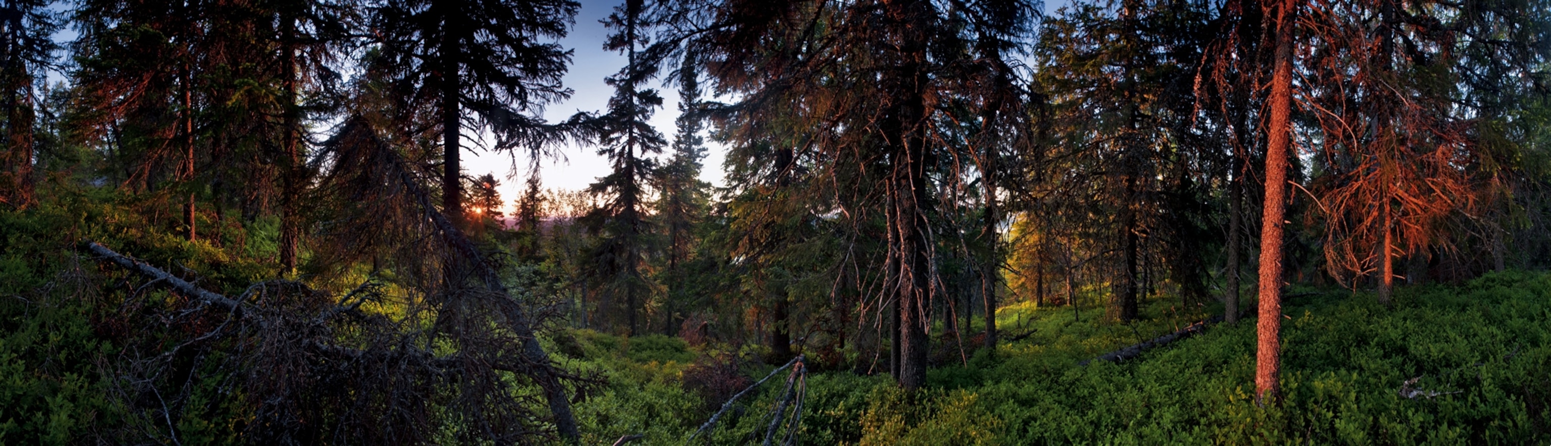 blueberry shrubs and spruce trees basking in the warmth of summer