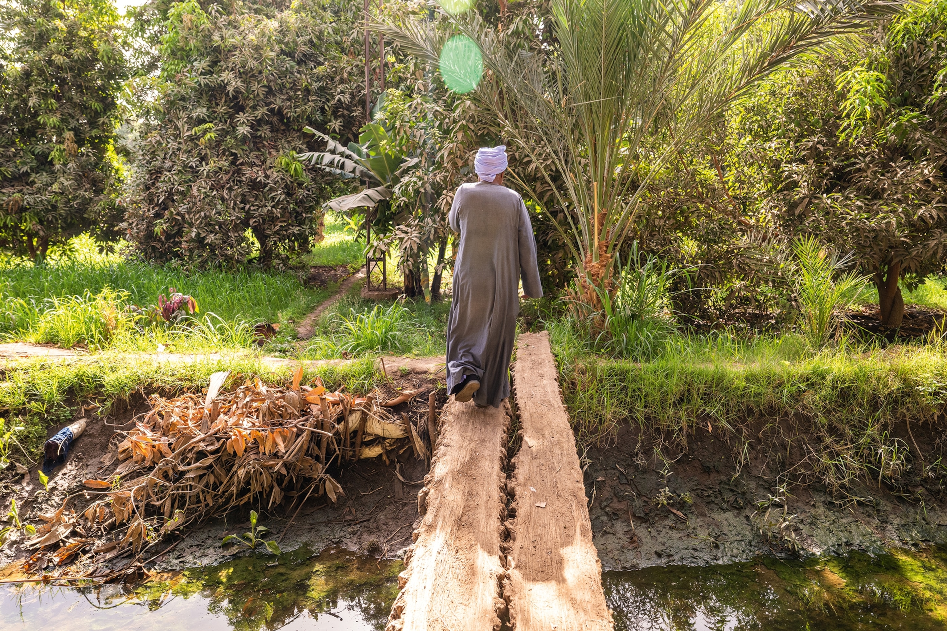 A local Egyptian man crossing a small river via a wooden plank towards farmland on the other side.