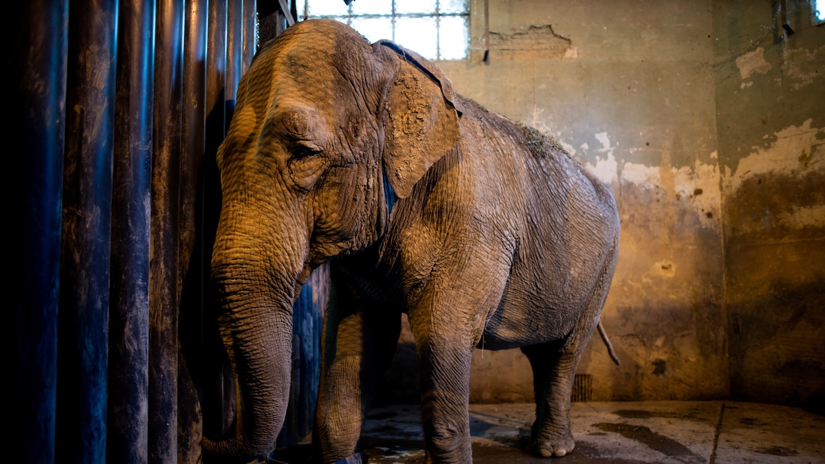 Argentina's last captive elephant finally wins her freedom