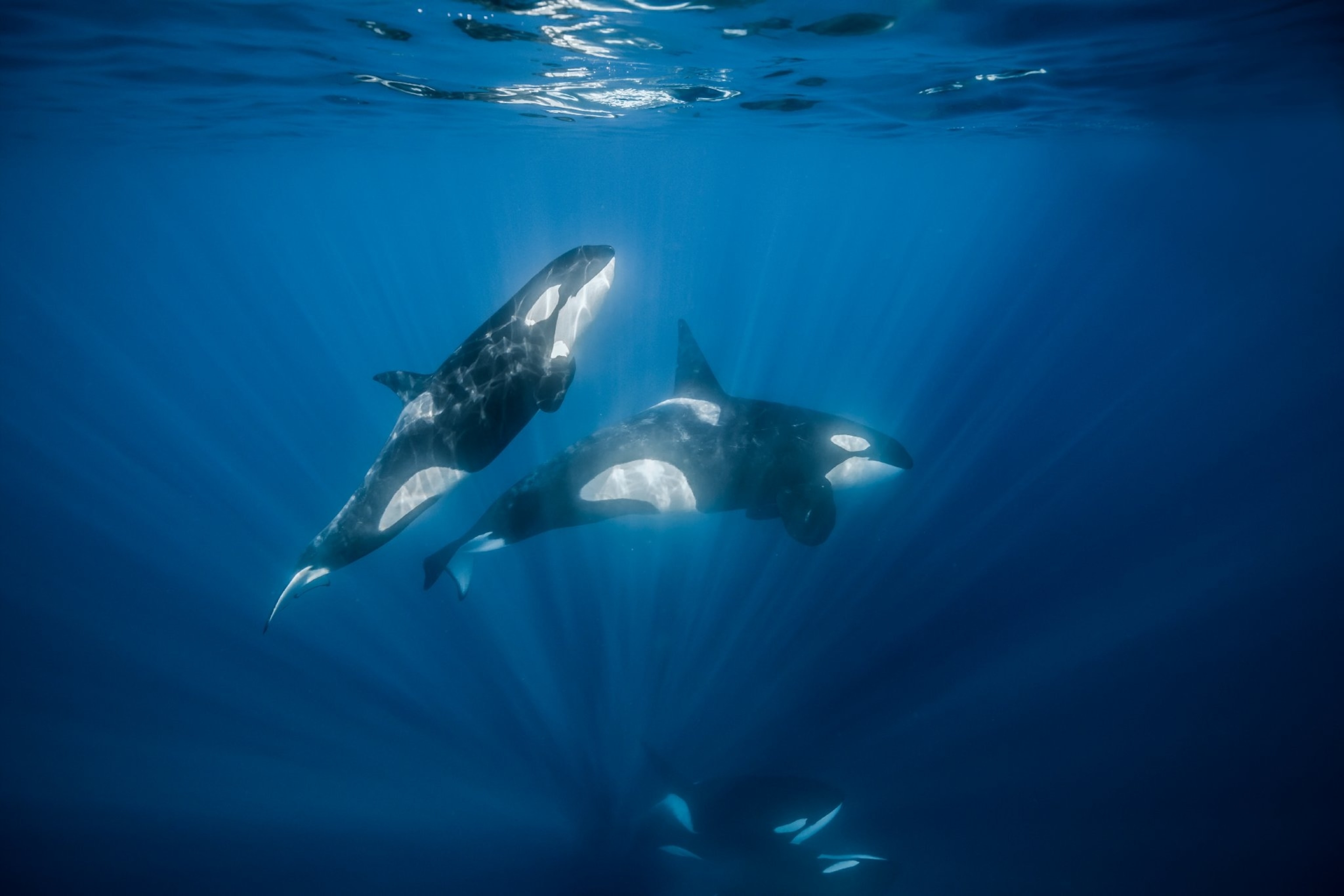 orcas