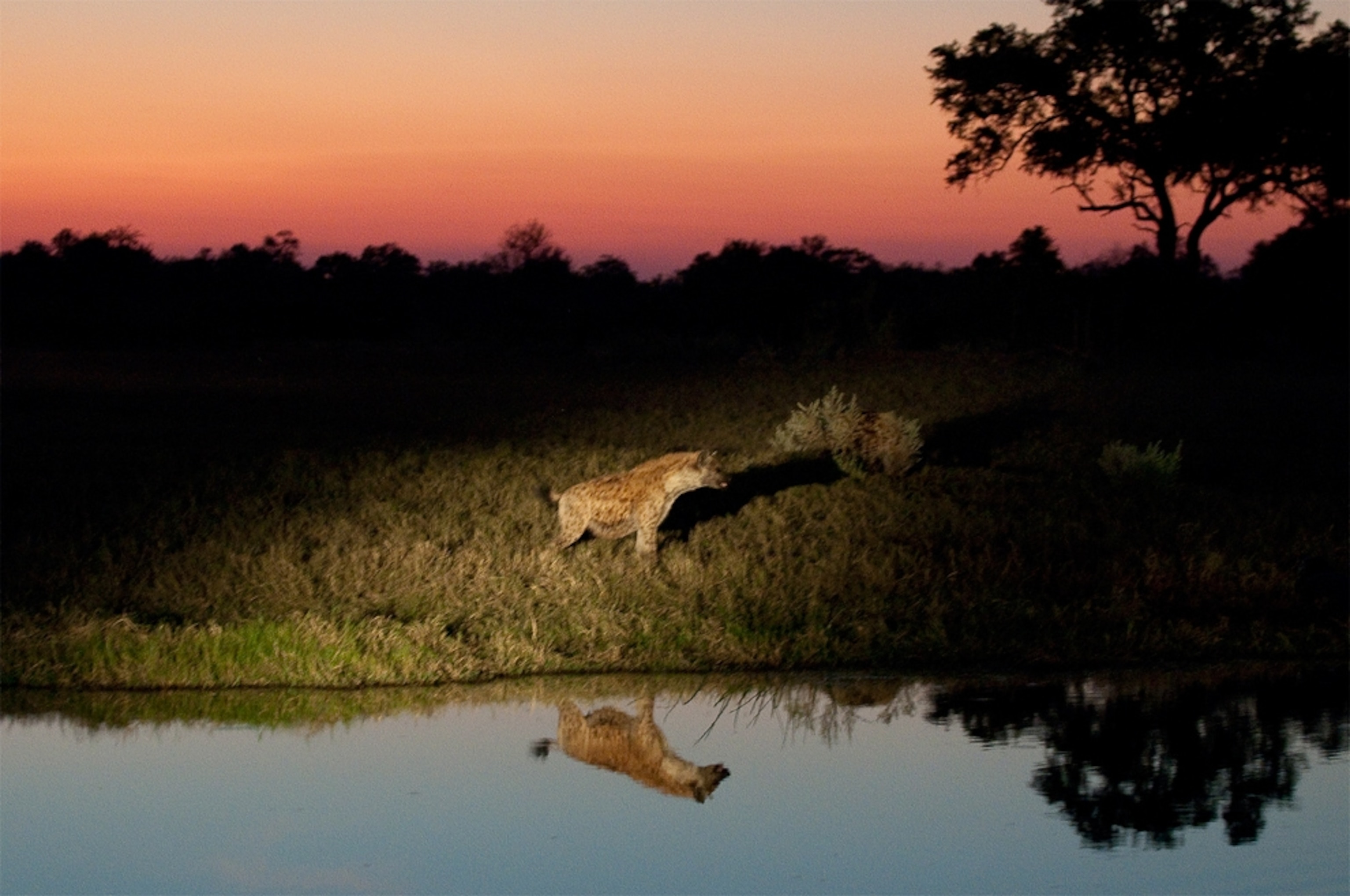 Hyena picture: animal in Botswana, part of the world's biggest conservation area