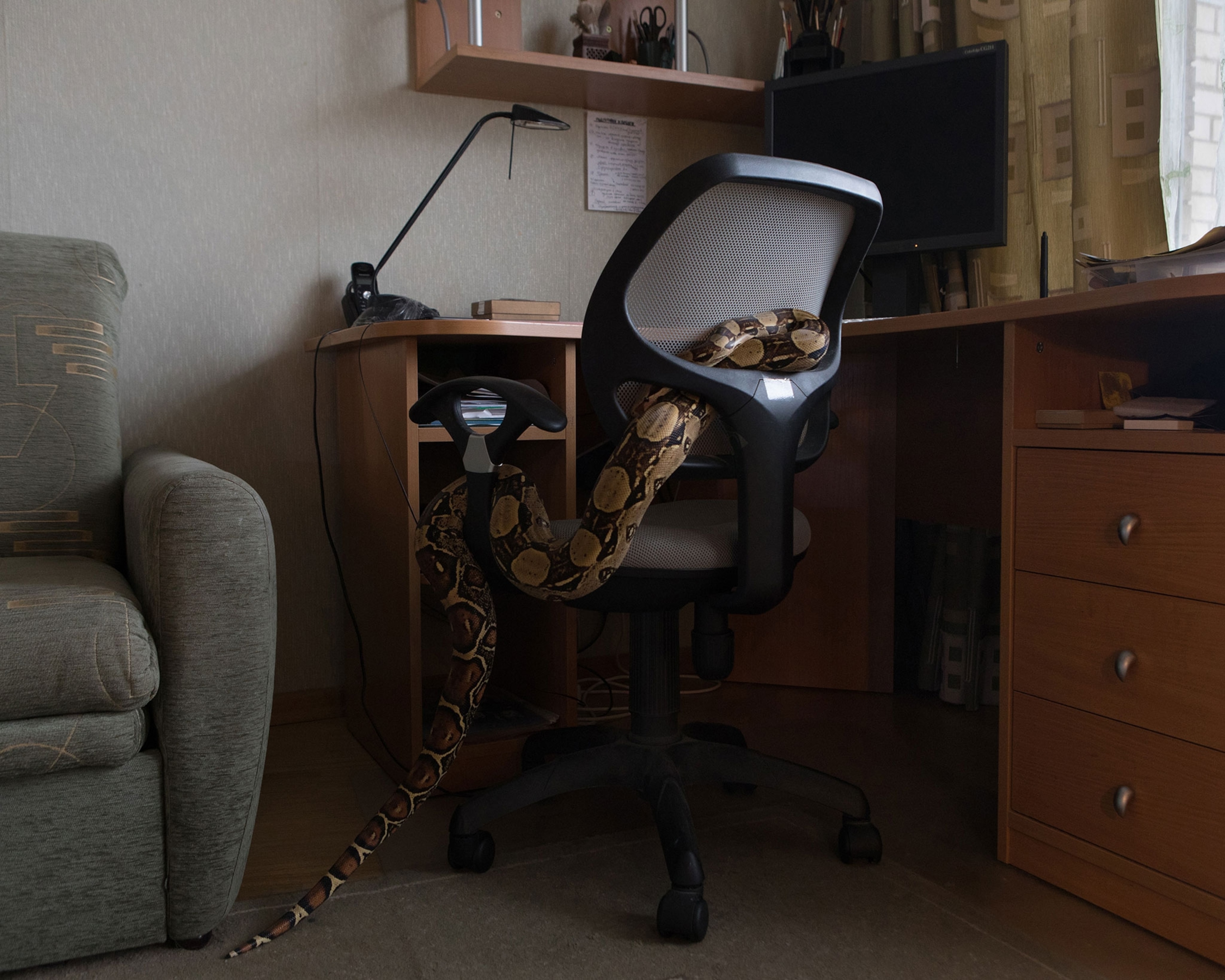 Intimate Photos of People and Their Beloved Pet Snakes