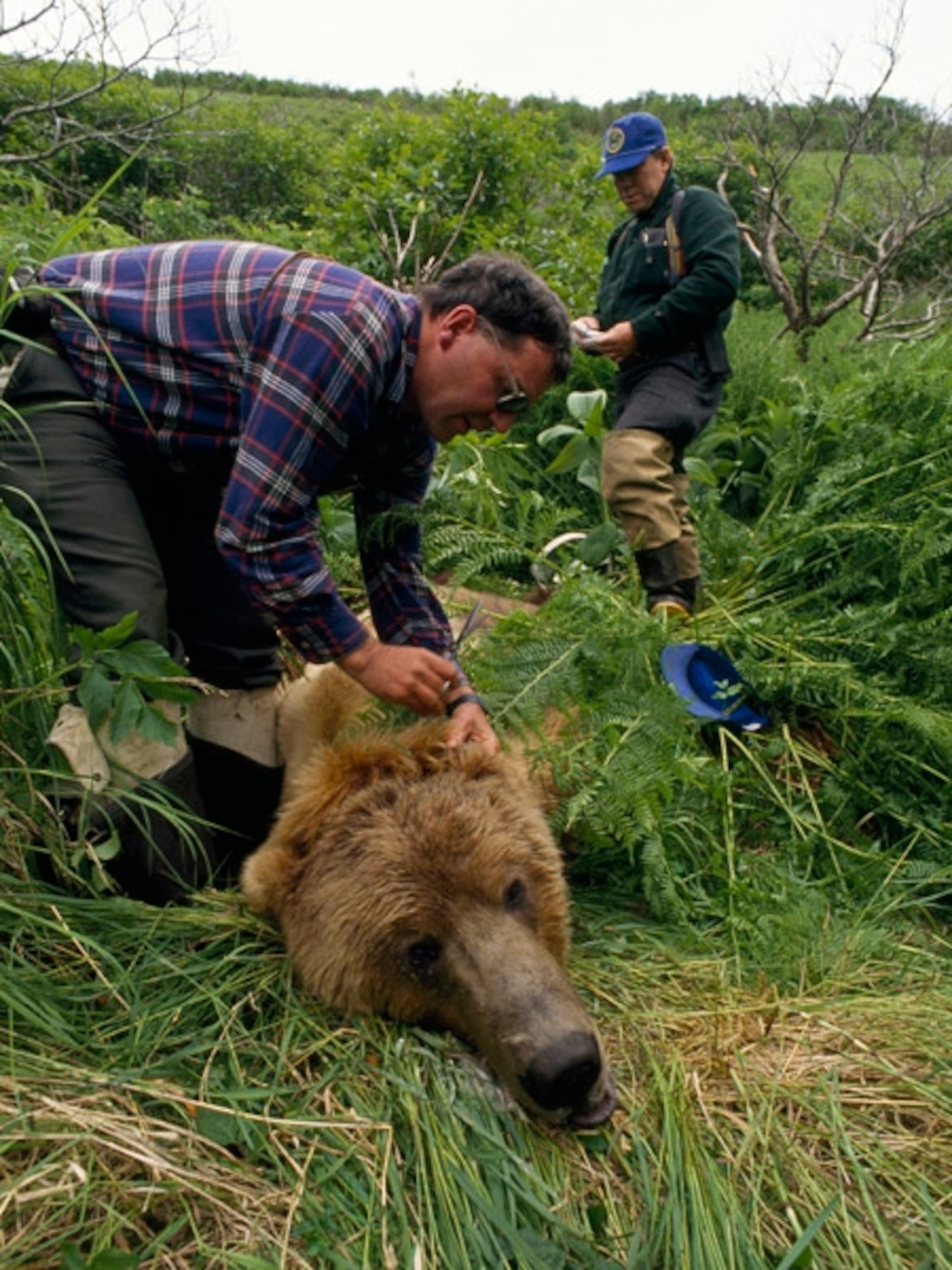 Kodiak brown bear being tagged