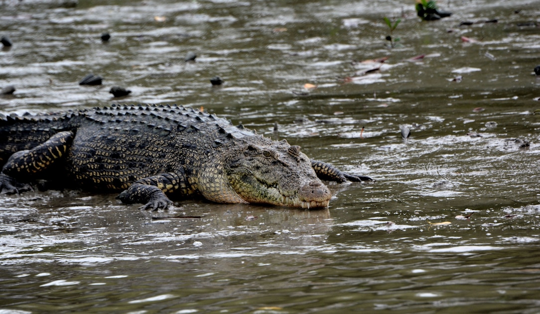 Saltwater Croc Saltwater Crocodile Climate